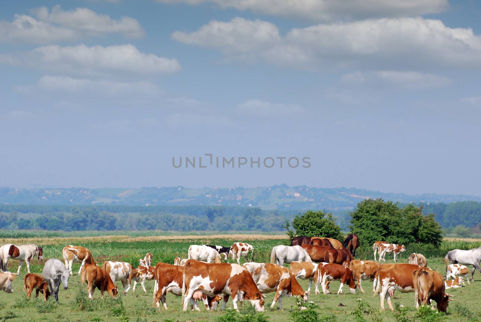 herd of cows on pasture by goce