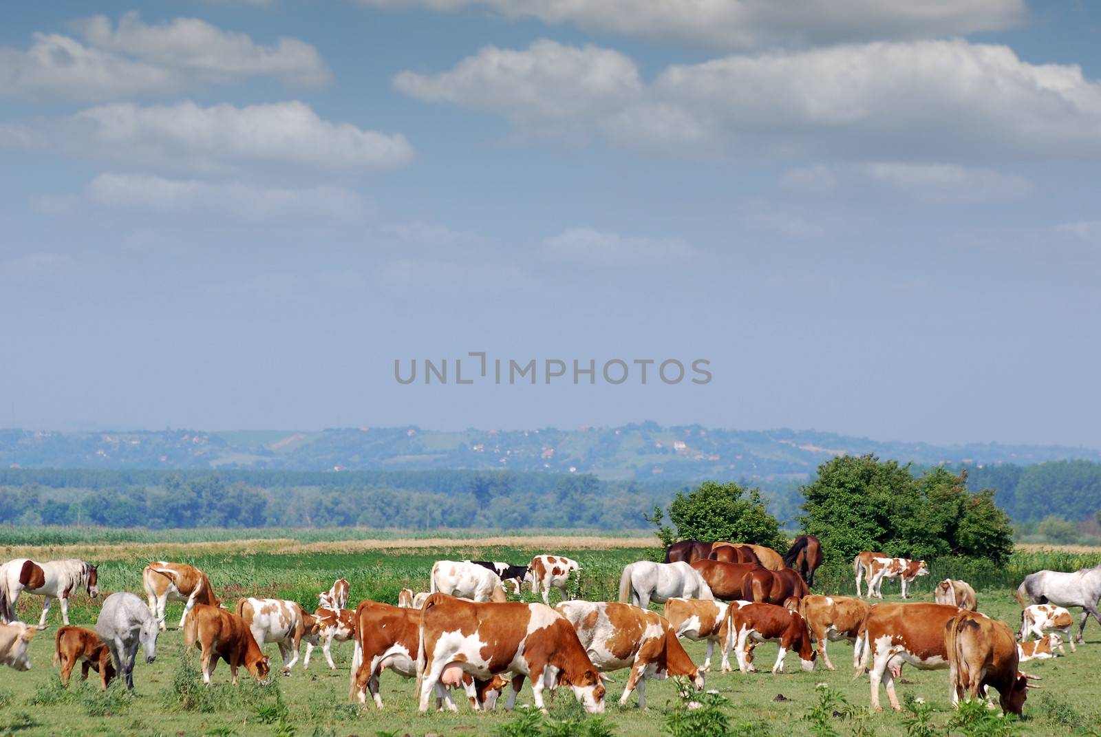 herd of cows on pasture