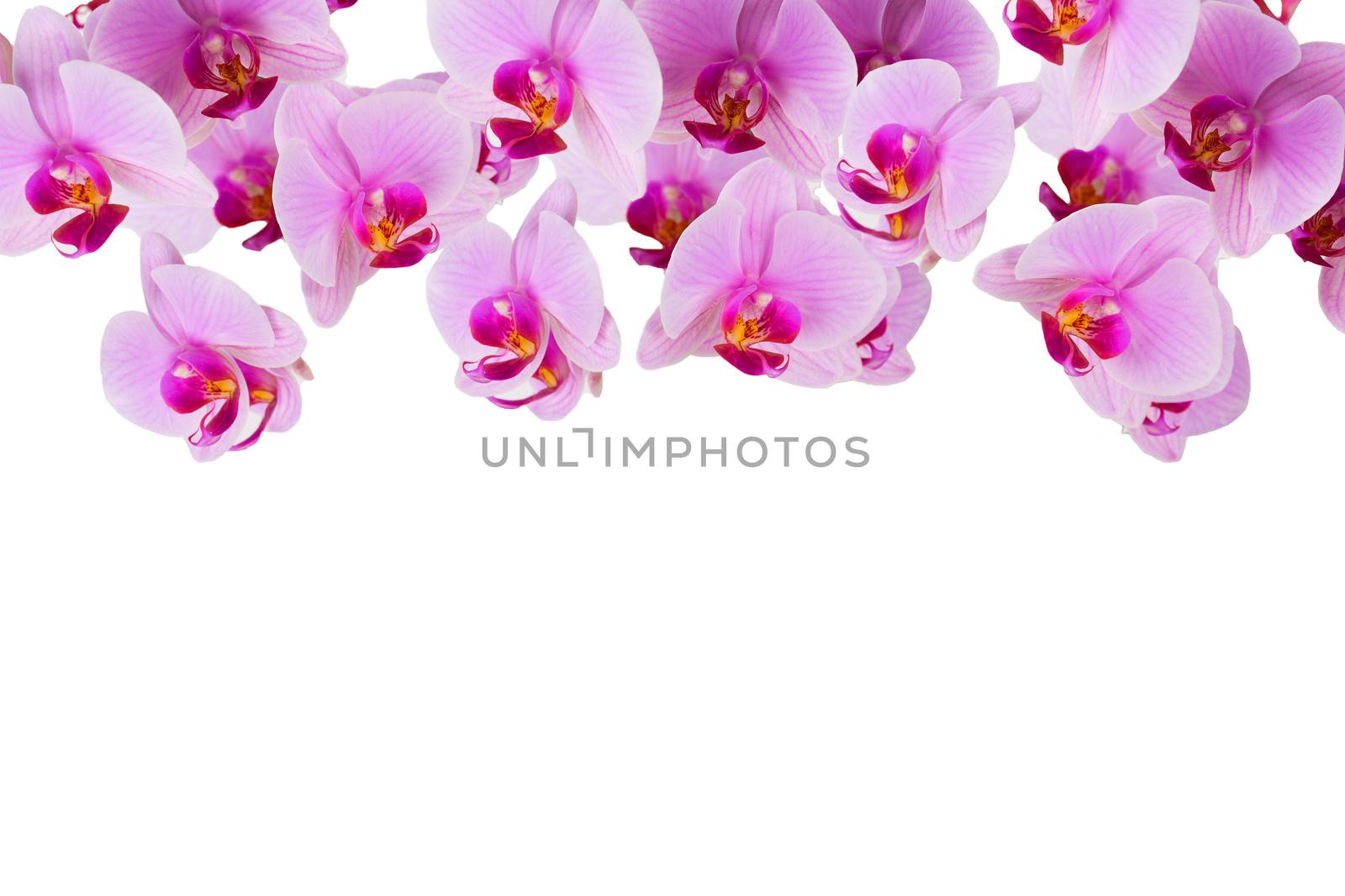 Flowers on a white background