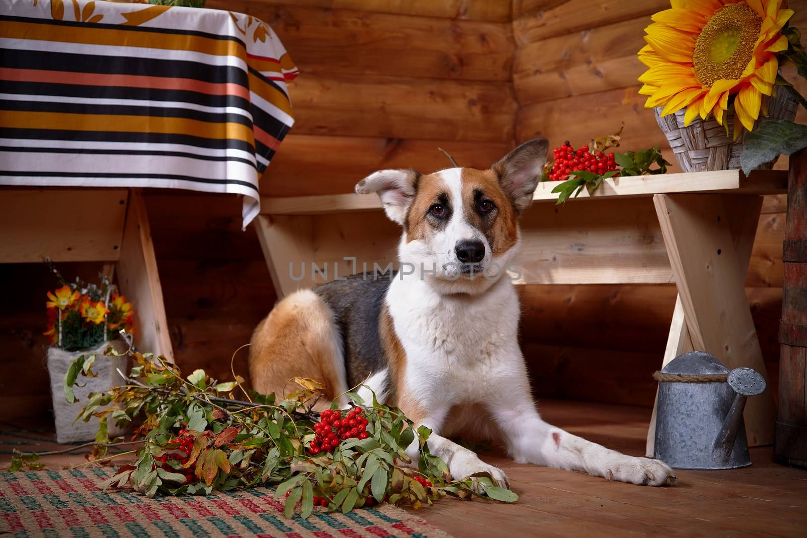 Dog with a mountain ash in the rural house. The dog lies under a bench in the rural house. Not purebred house dog.