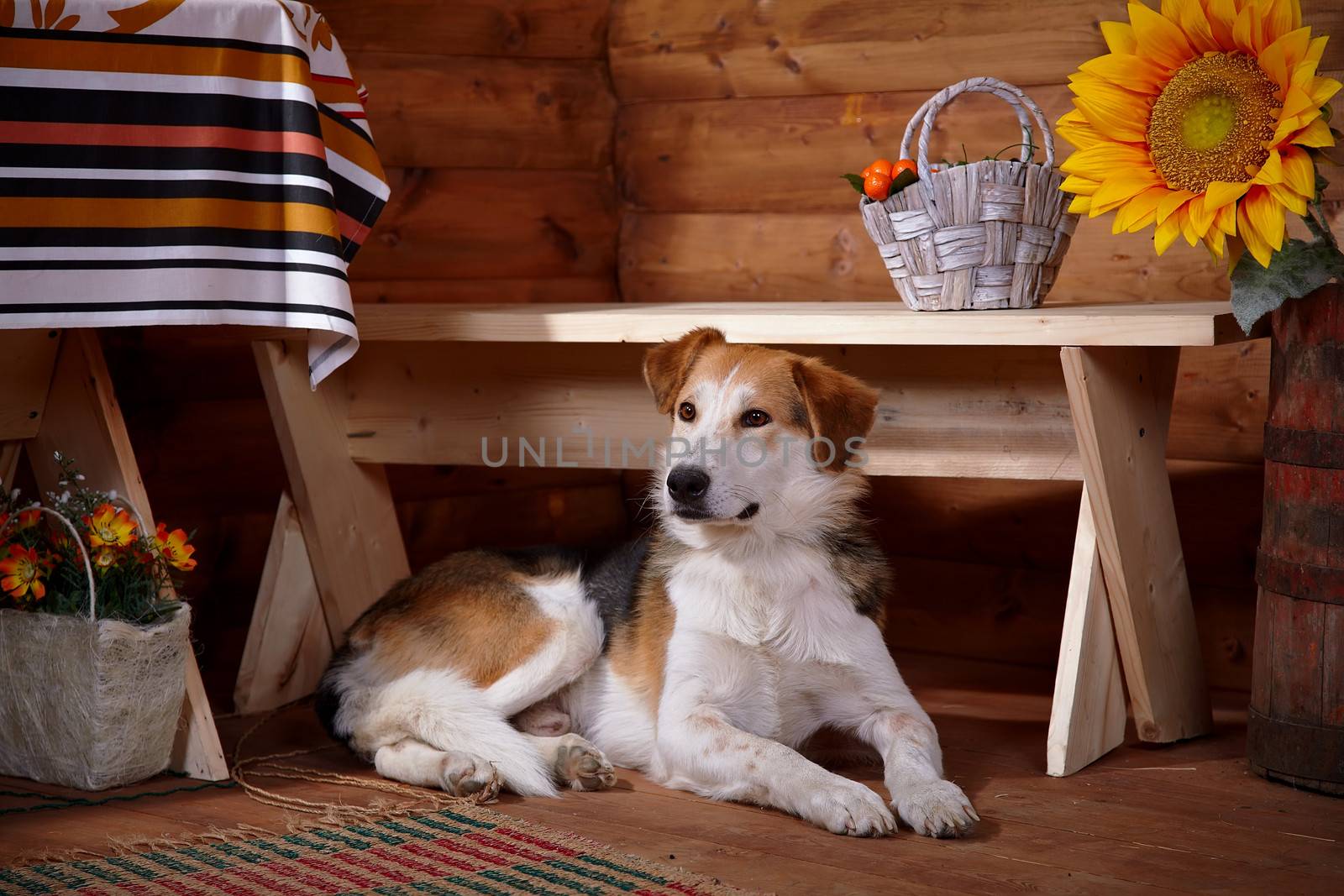 The dog lies under a bench in the rural house. Not purebred house dog.