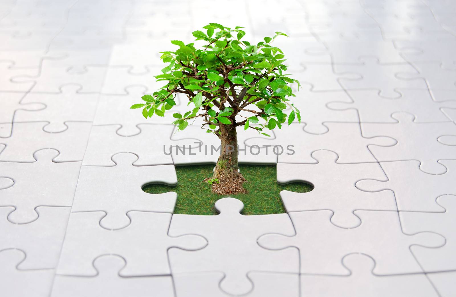 Small tree growing from grass inside a jigsaw 