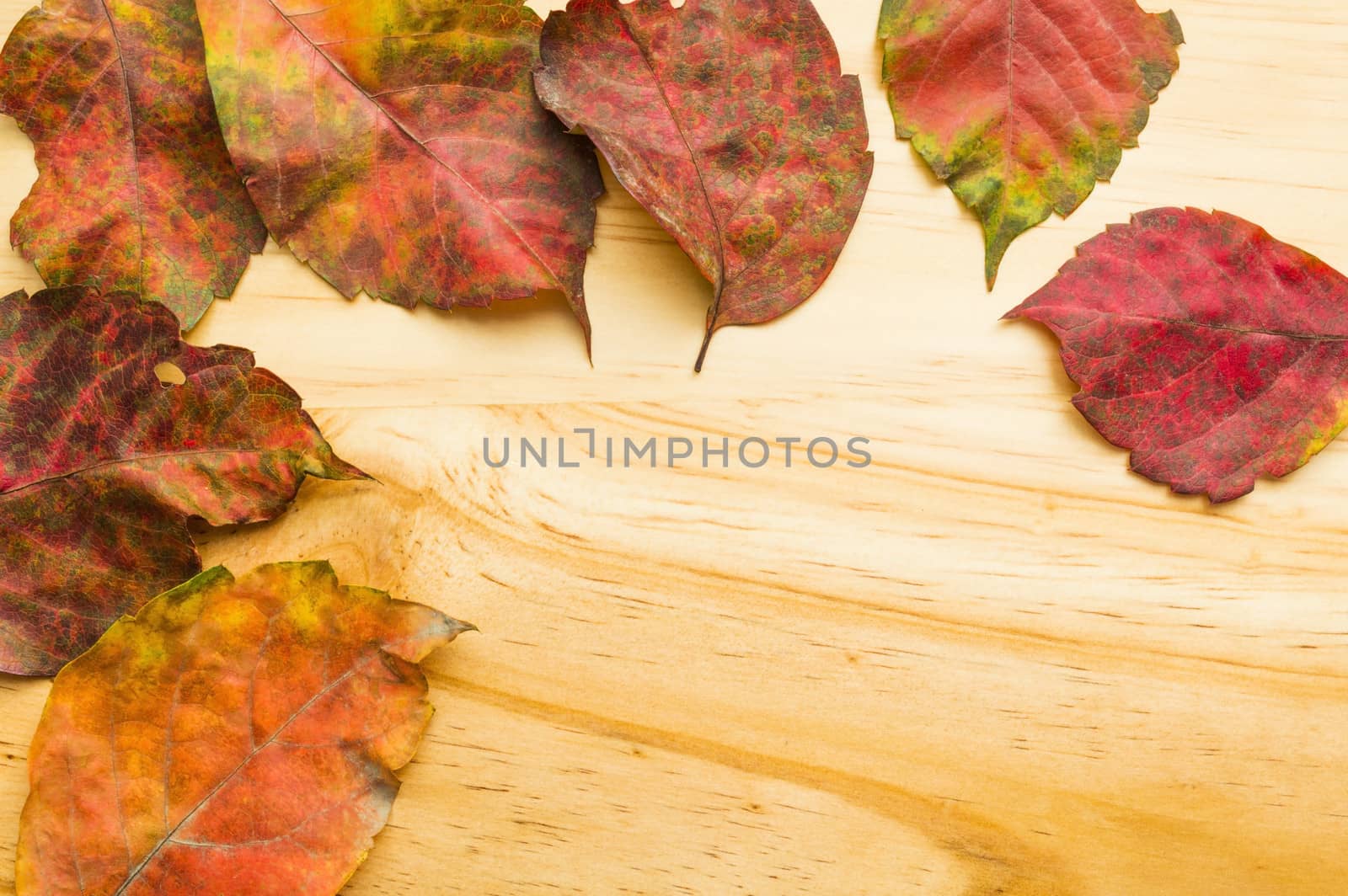 Colored autumn leaves on wooden background