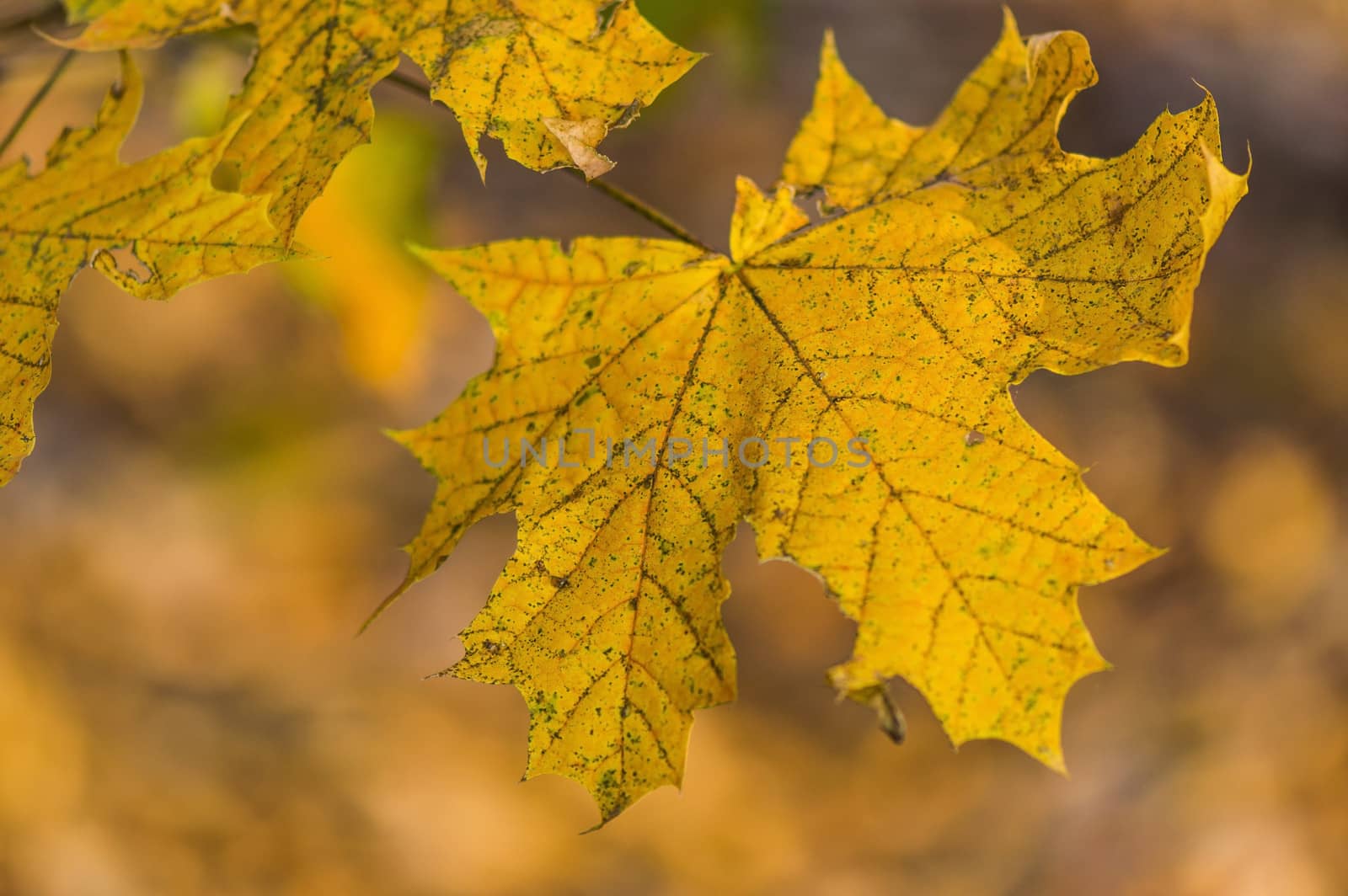 Detail of a yellow autumn leaves in sunlight