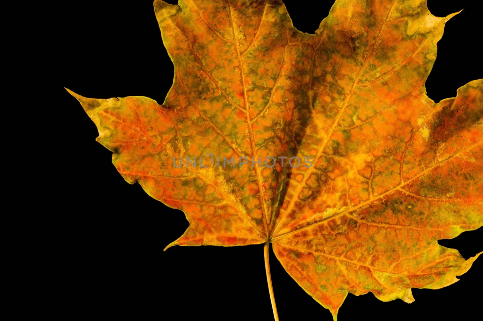 Detail of an autumn leave on black background