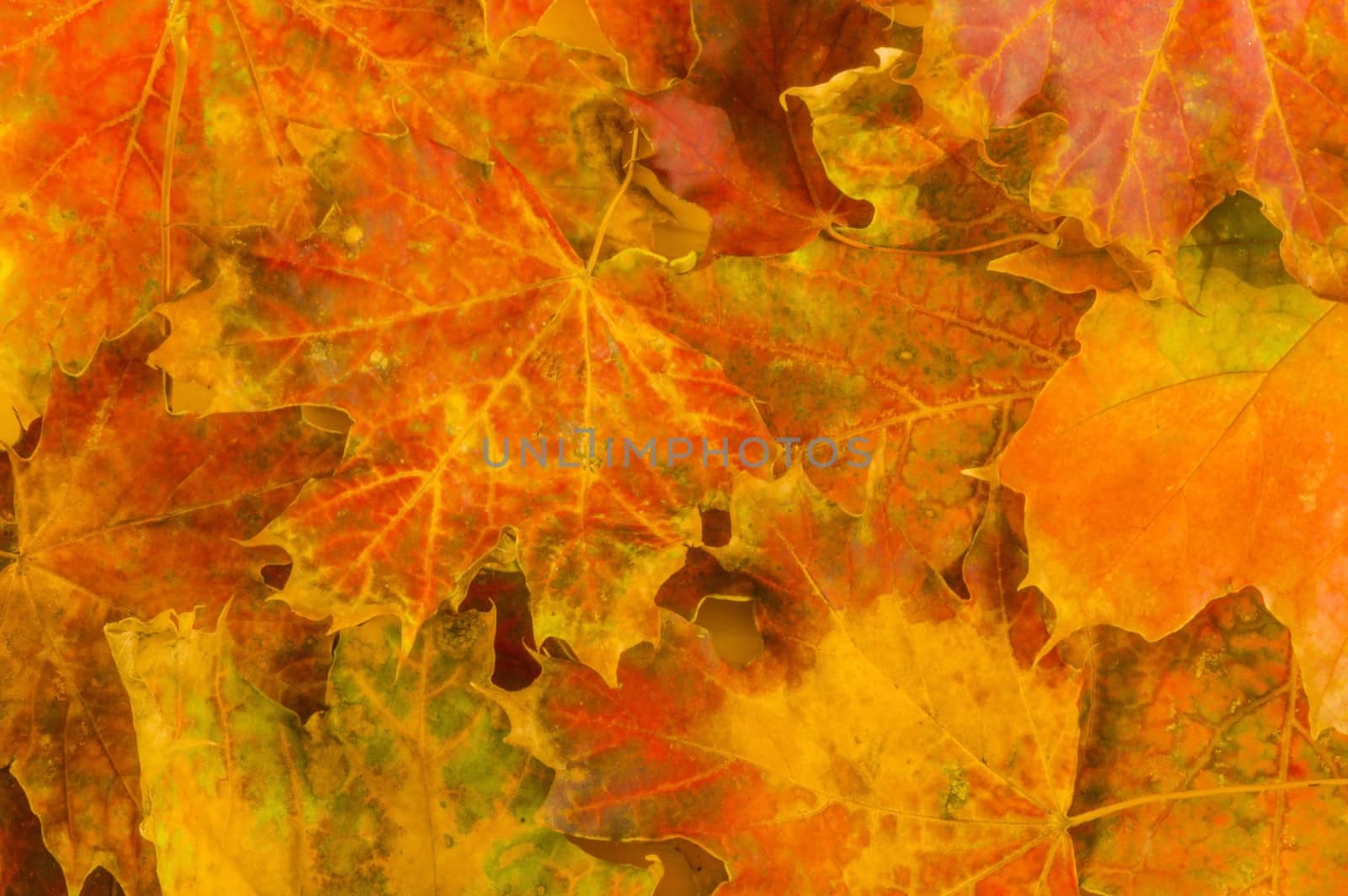 Colored autumn leaves background