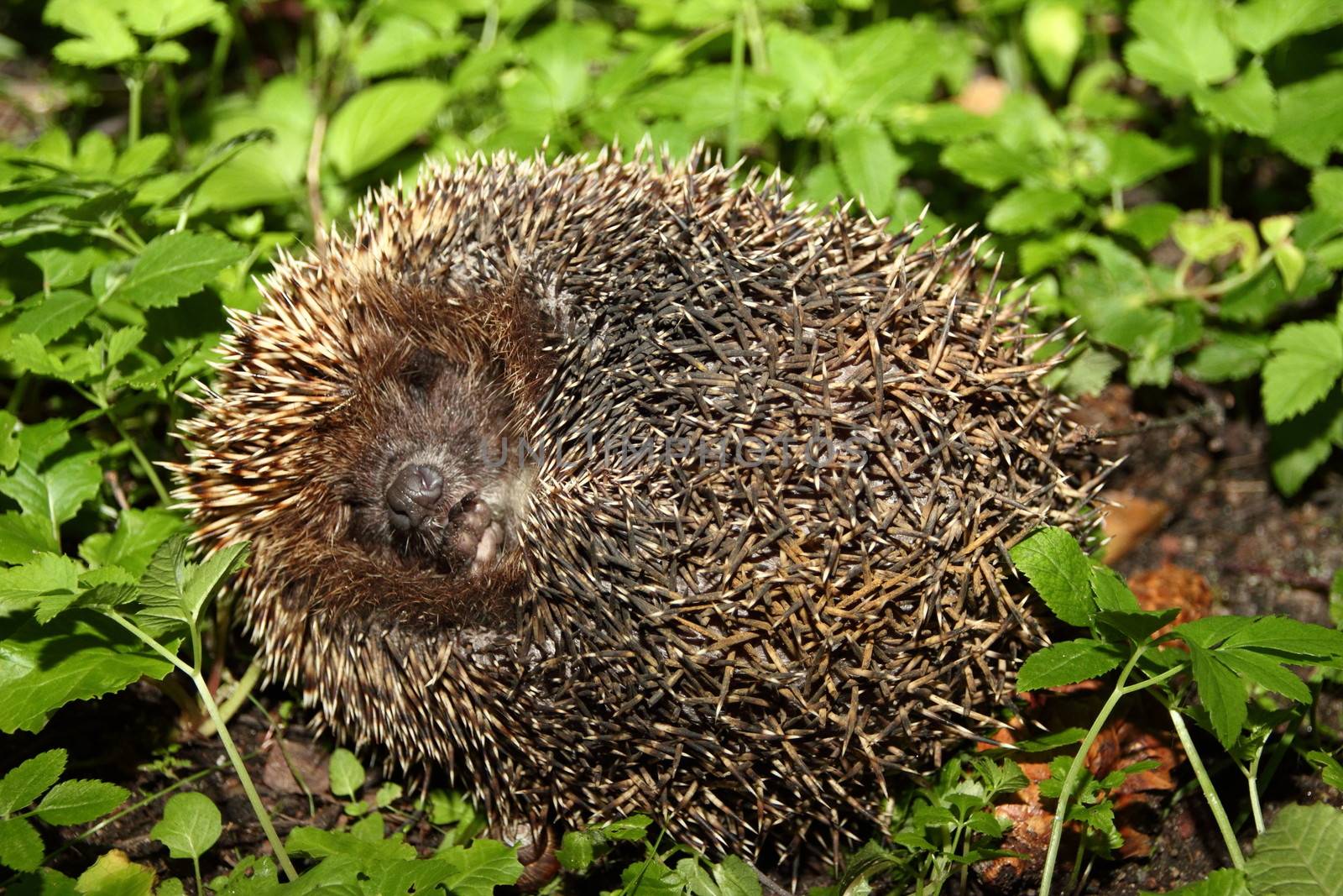 hedgehog by Metanna