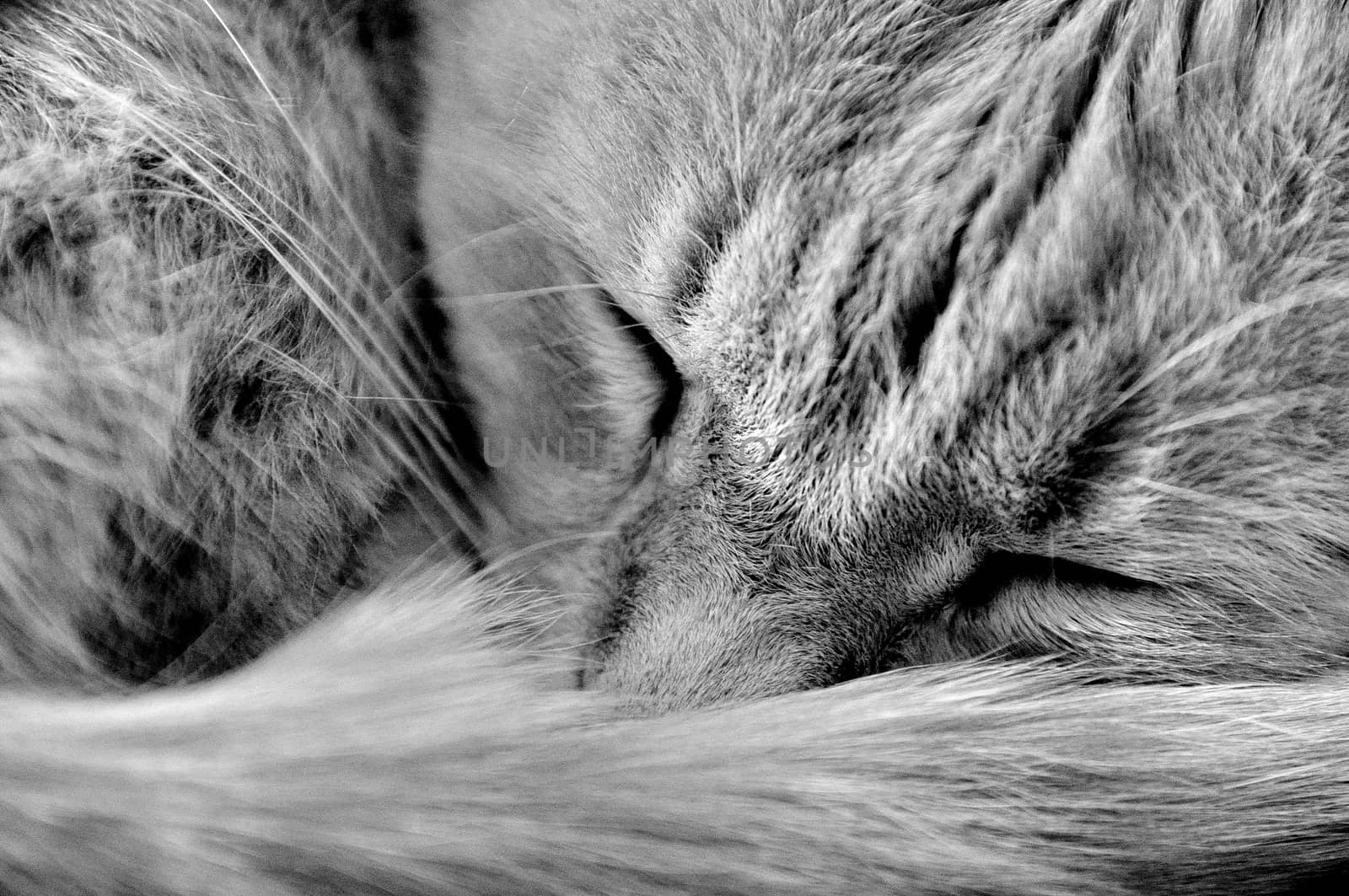 Sleeping cat by anderm