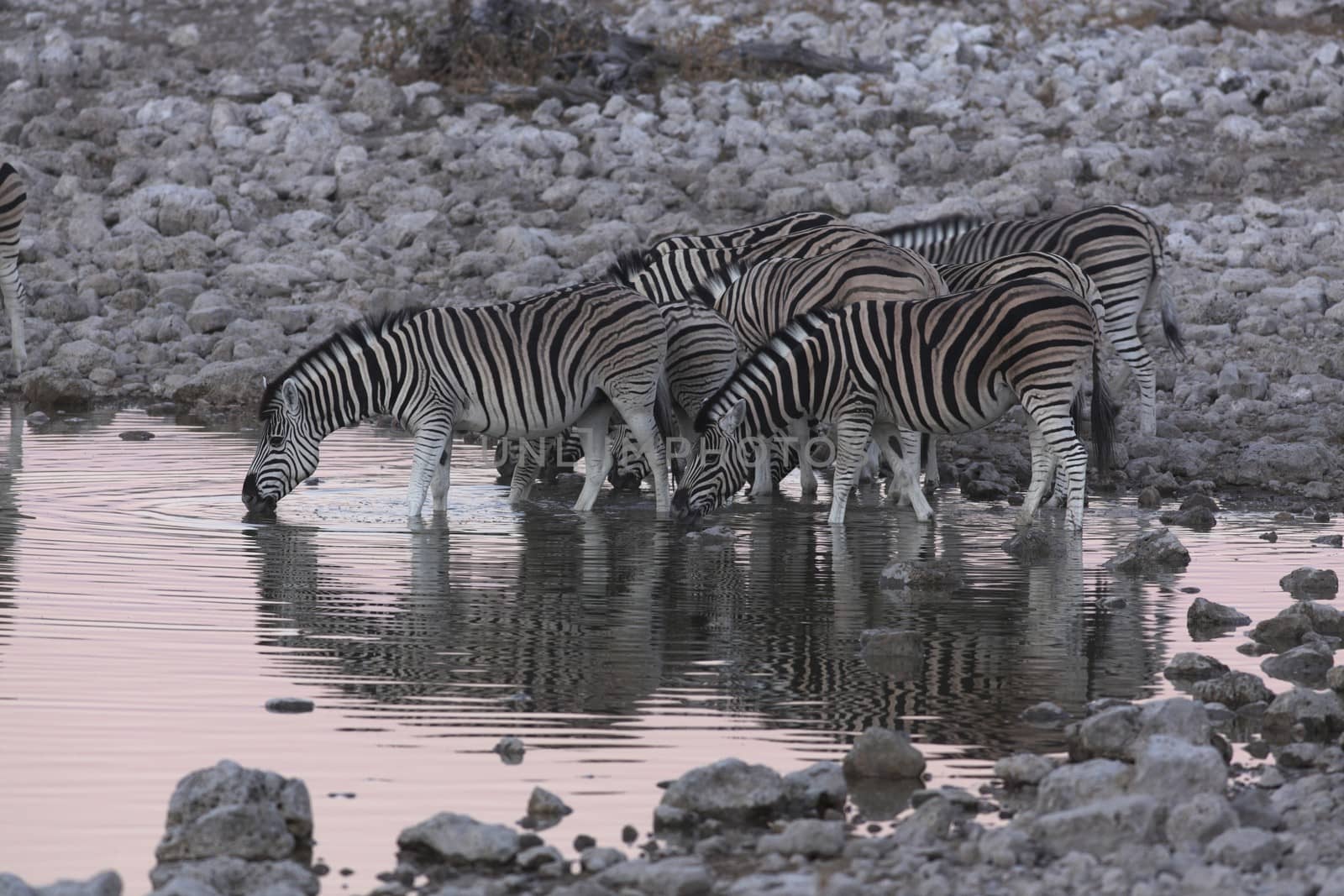 Zebras at waterhole Etosha Namibia by moodboard