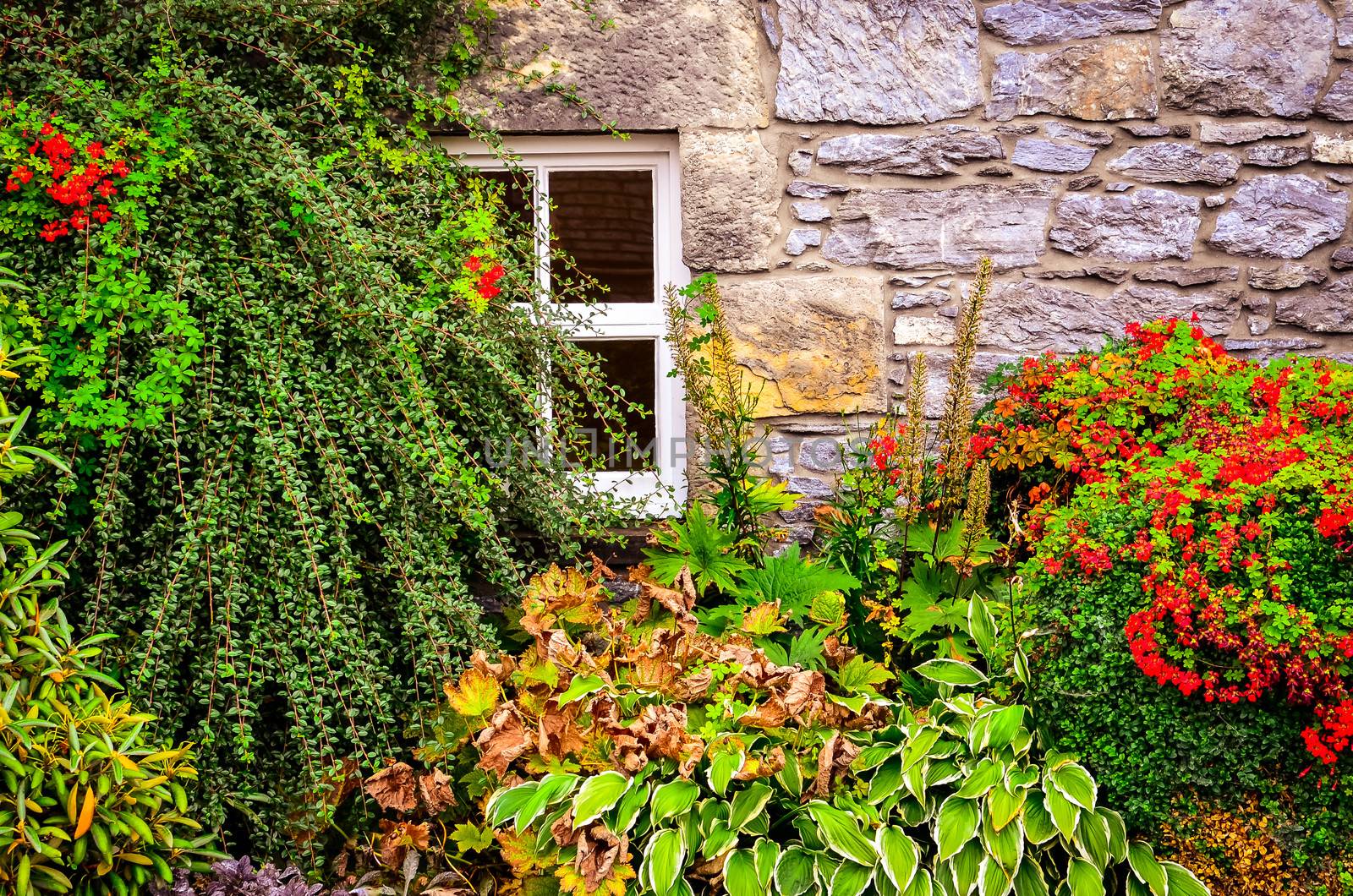 Colorful garden plants and flowers with wall and window background
