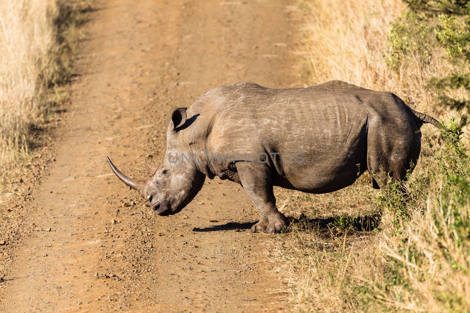 Rhino Animal Wildlife by ChrisVanLennepPhoto