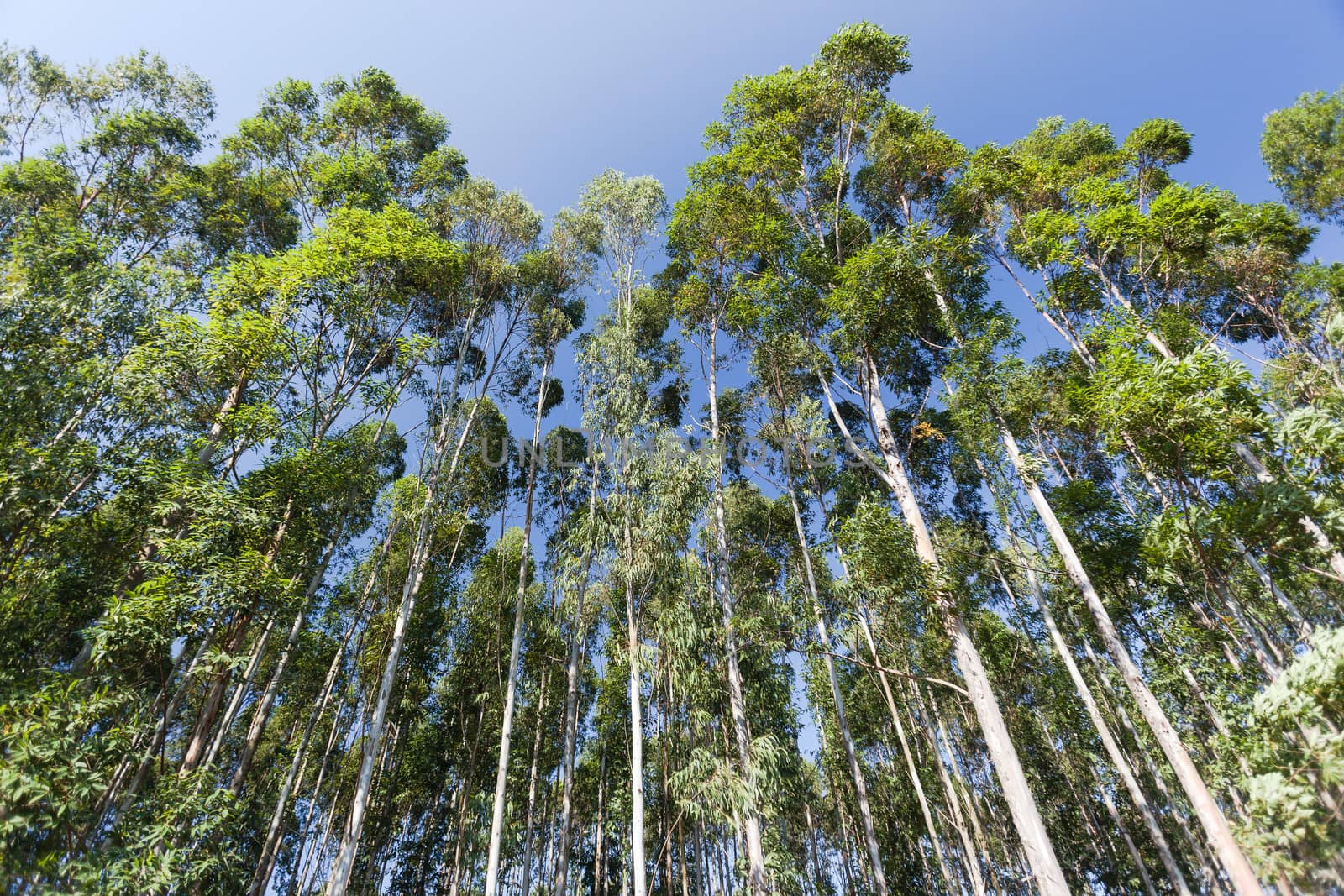 Gum tree forests into the blue sky.