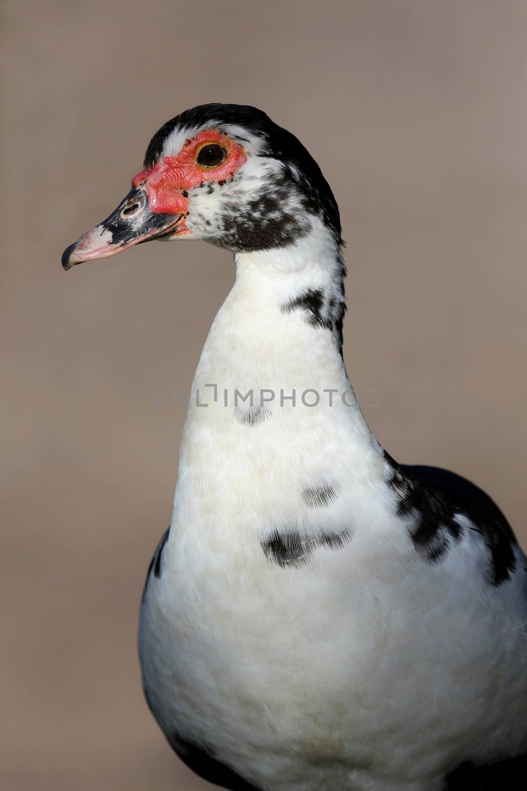 Black and White Muscovy duck with red face