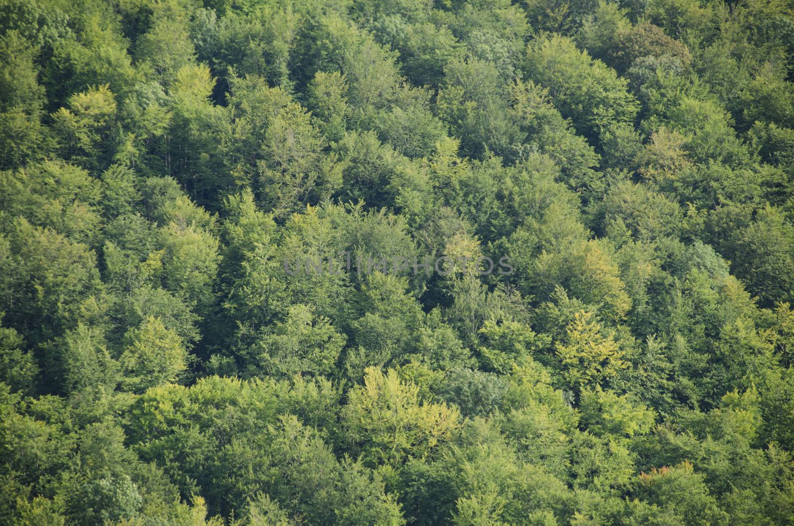 Deciduous beech forest canopy as seen from above in summer in Germany
