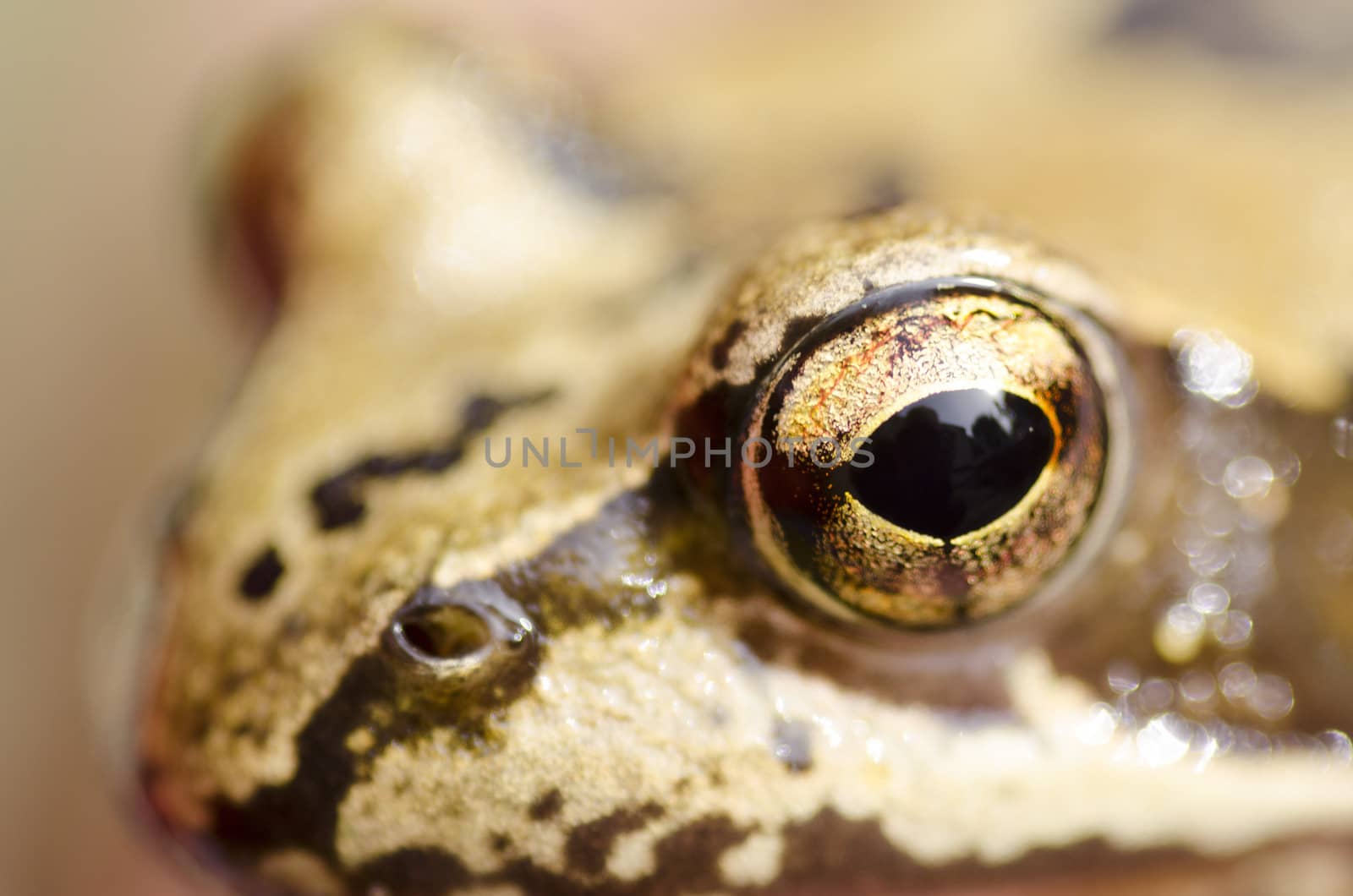 Rana temporaria head with focus on the eye, common frog
