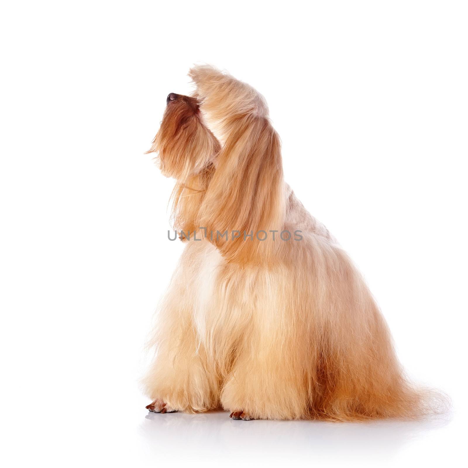 The beige decorative doggie sits on a white background. by Azaliya