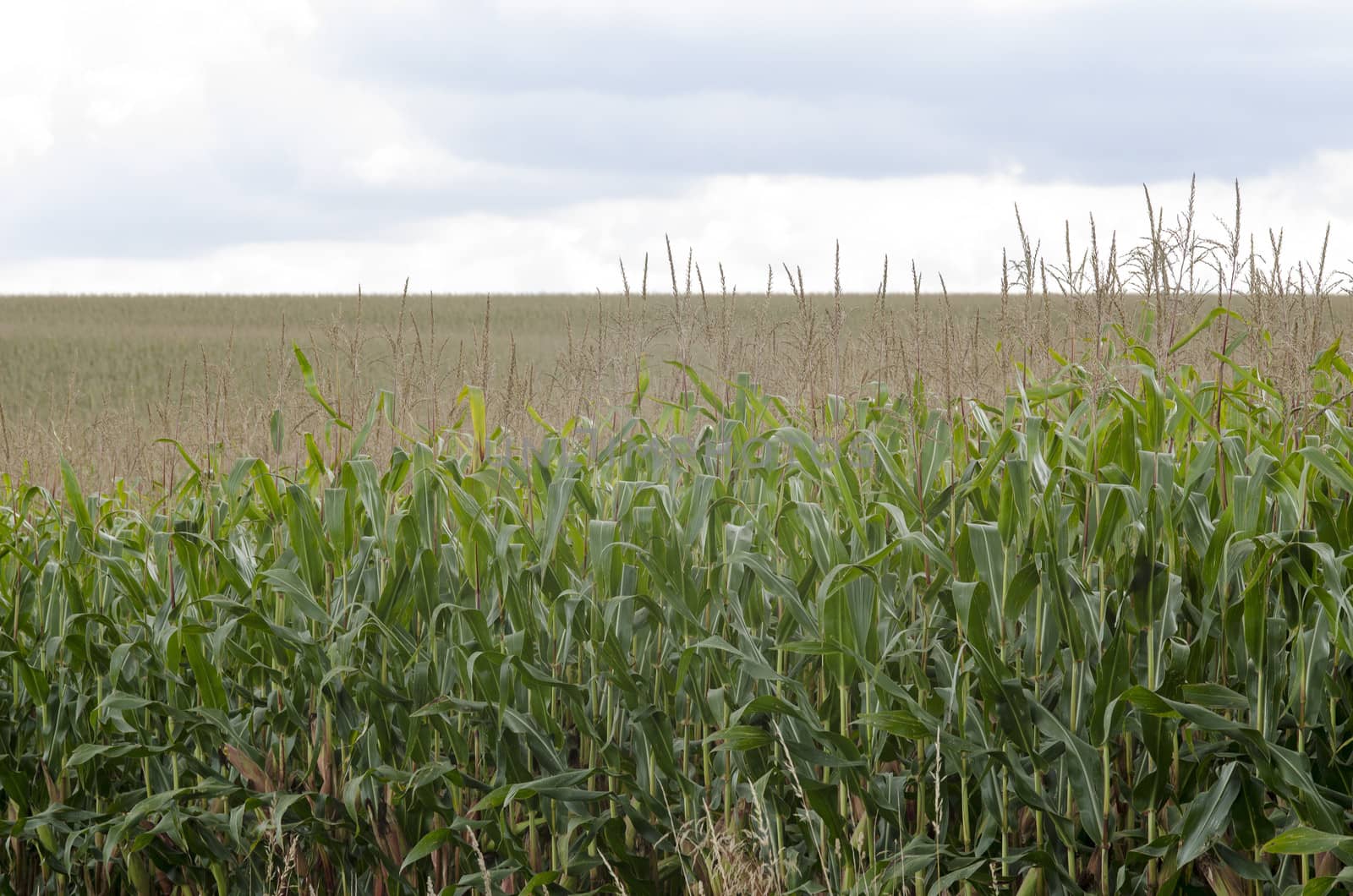 A field of corn ready for harvest with cloudy sky