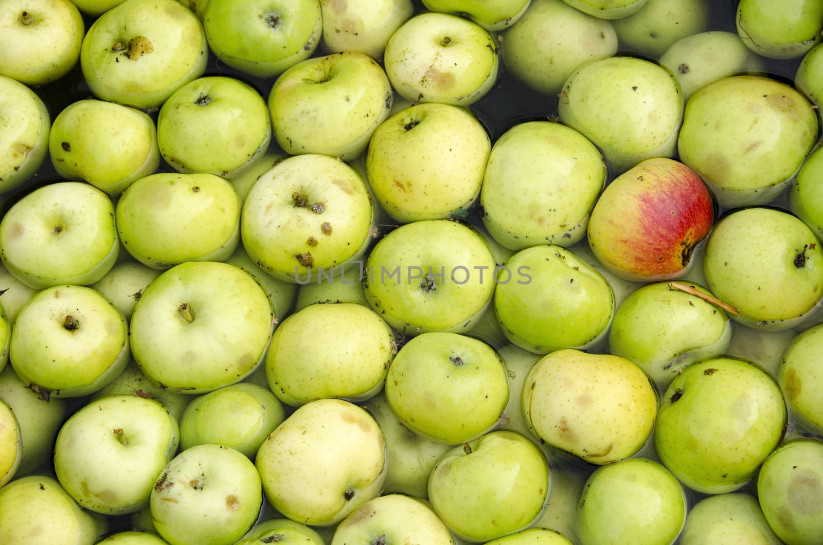 Green organic apples in a water bath