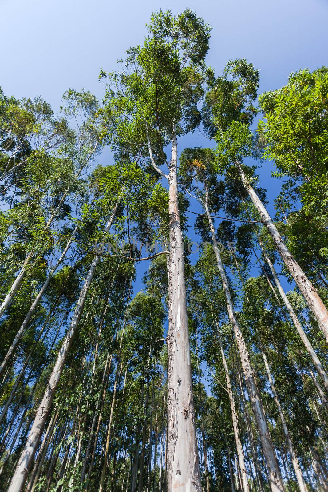 Gum Trees Blue Green by ChrisVanLennepPhoto