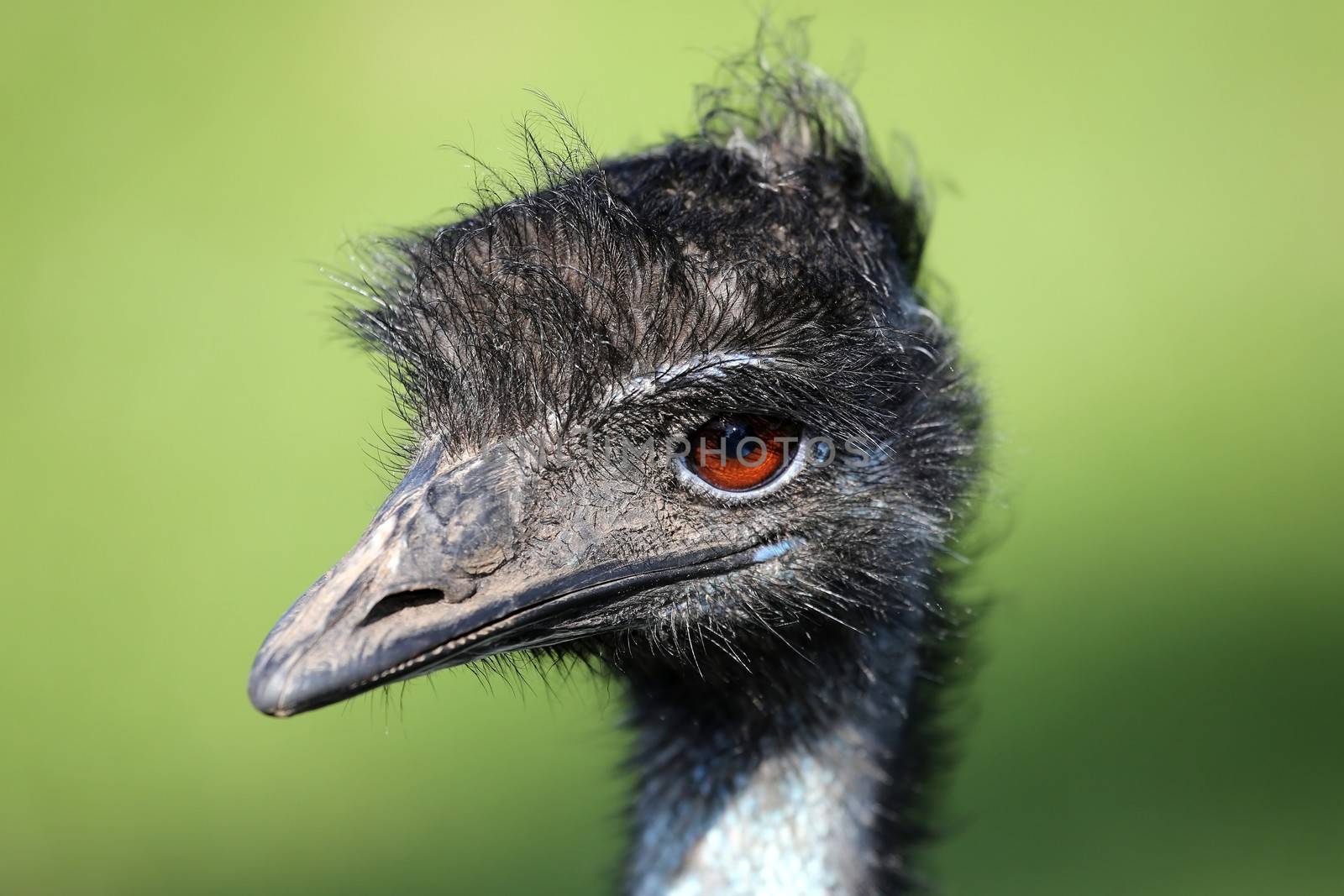 Portrait of an Emu bird against a green background