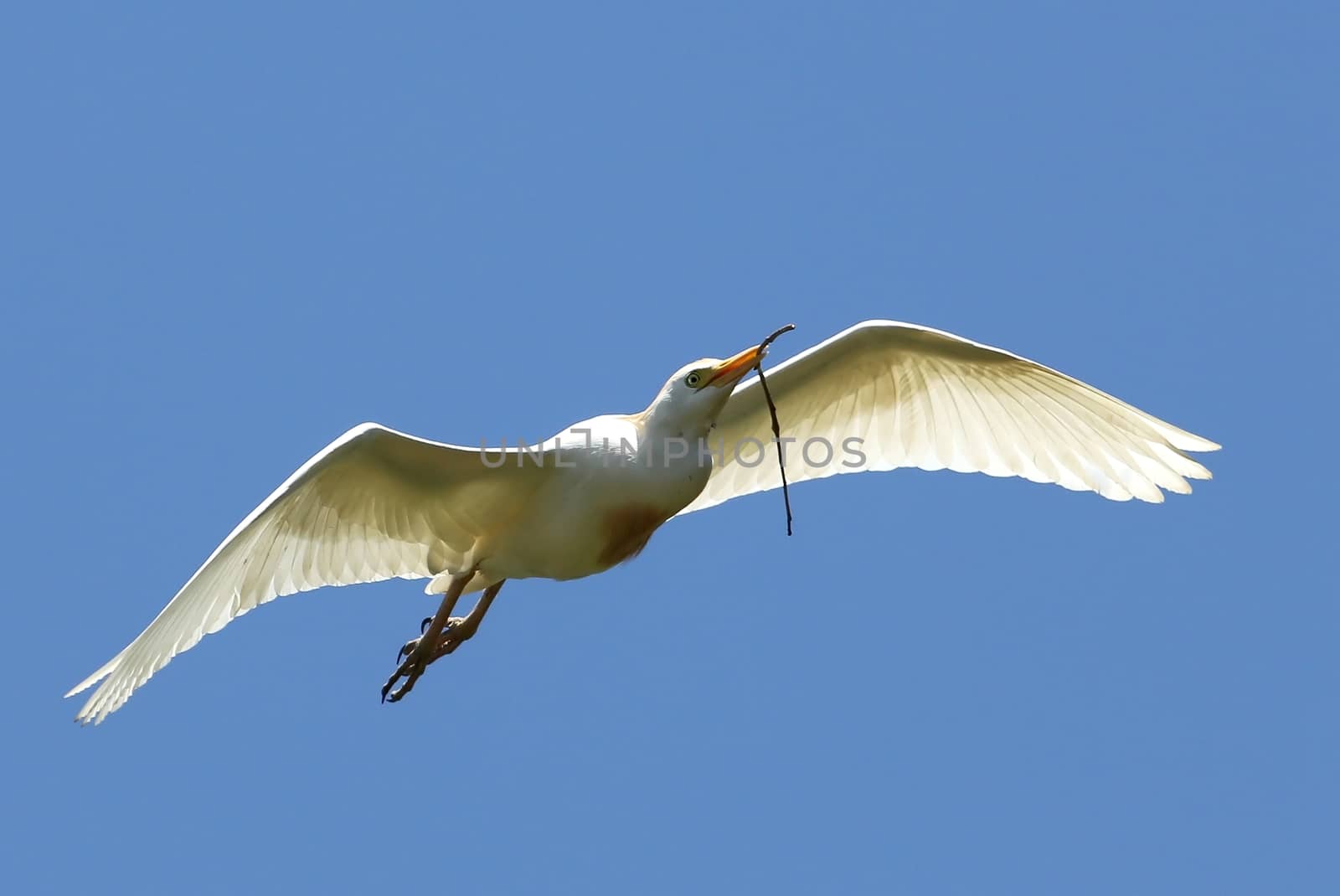 White cattle egret bird flying with nesting material in it's beak