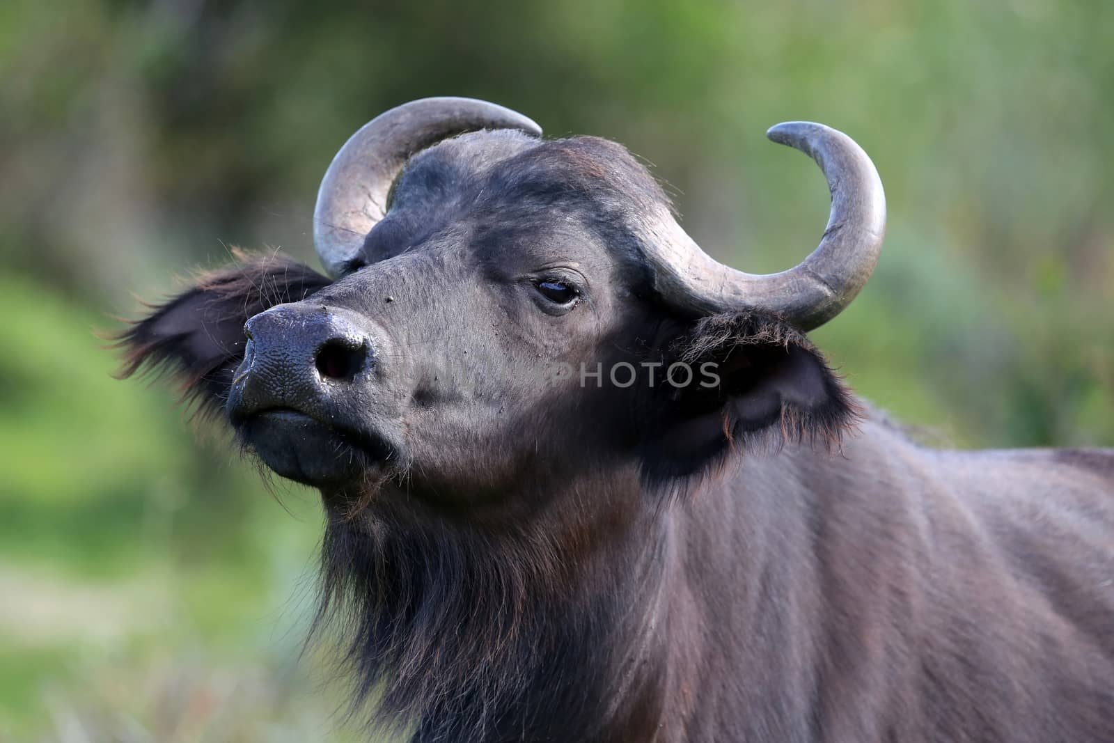 Young buffalo bull will alert look and large ears