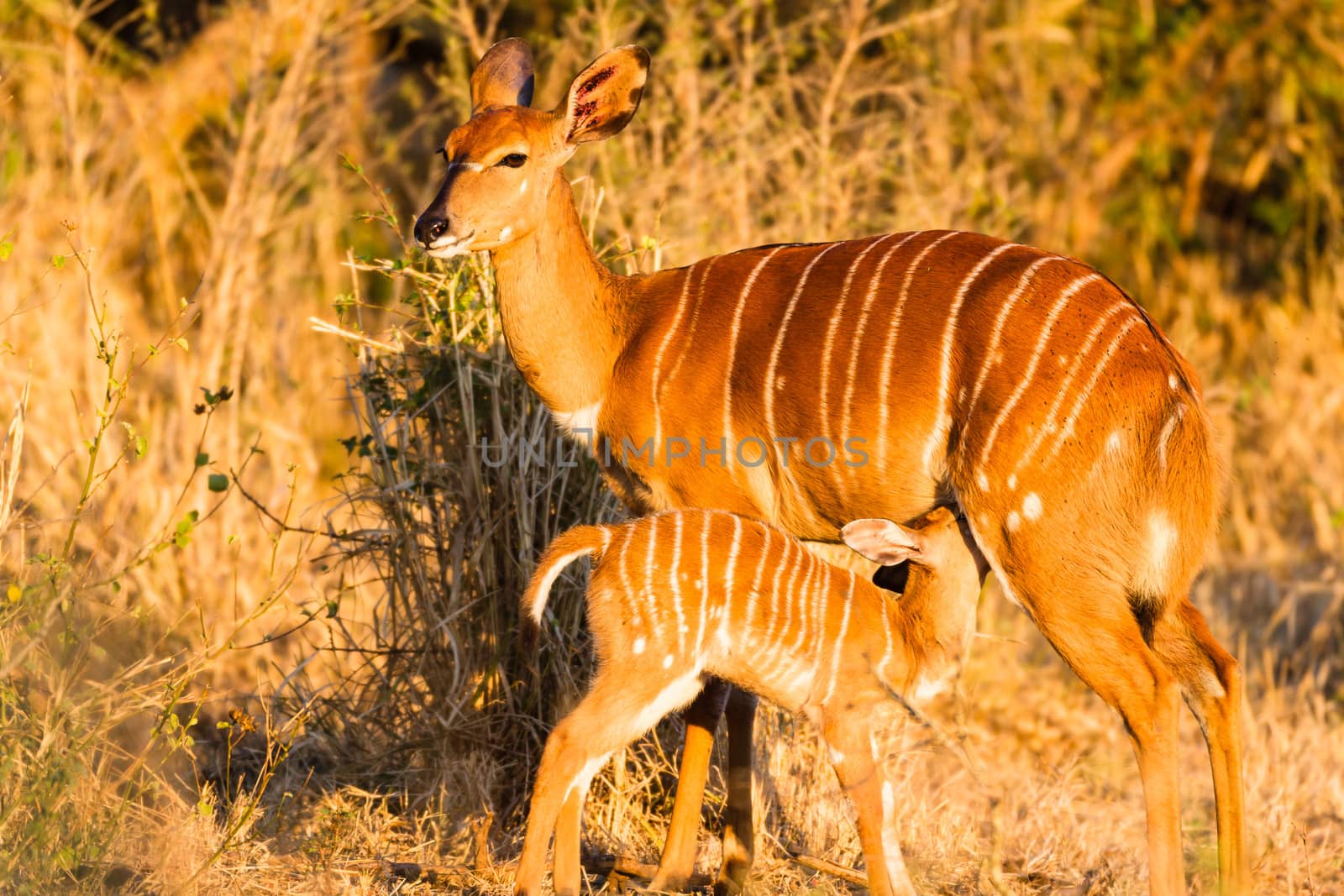 Wildlife animal nyala buck and its calf breast feeding alert for danger early morning sunlight.