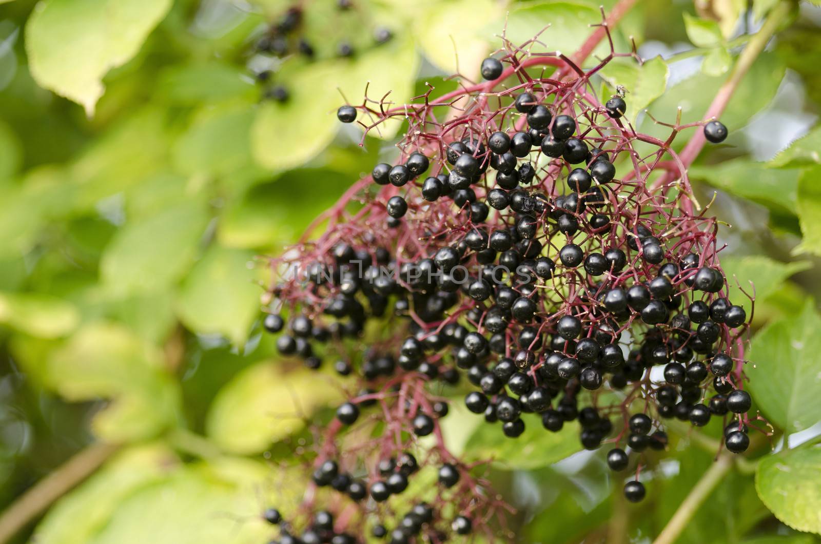 Twig of elderberry with ripe fruits by Arrxxx