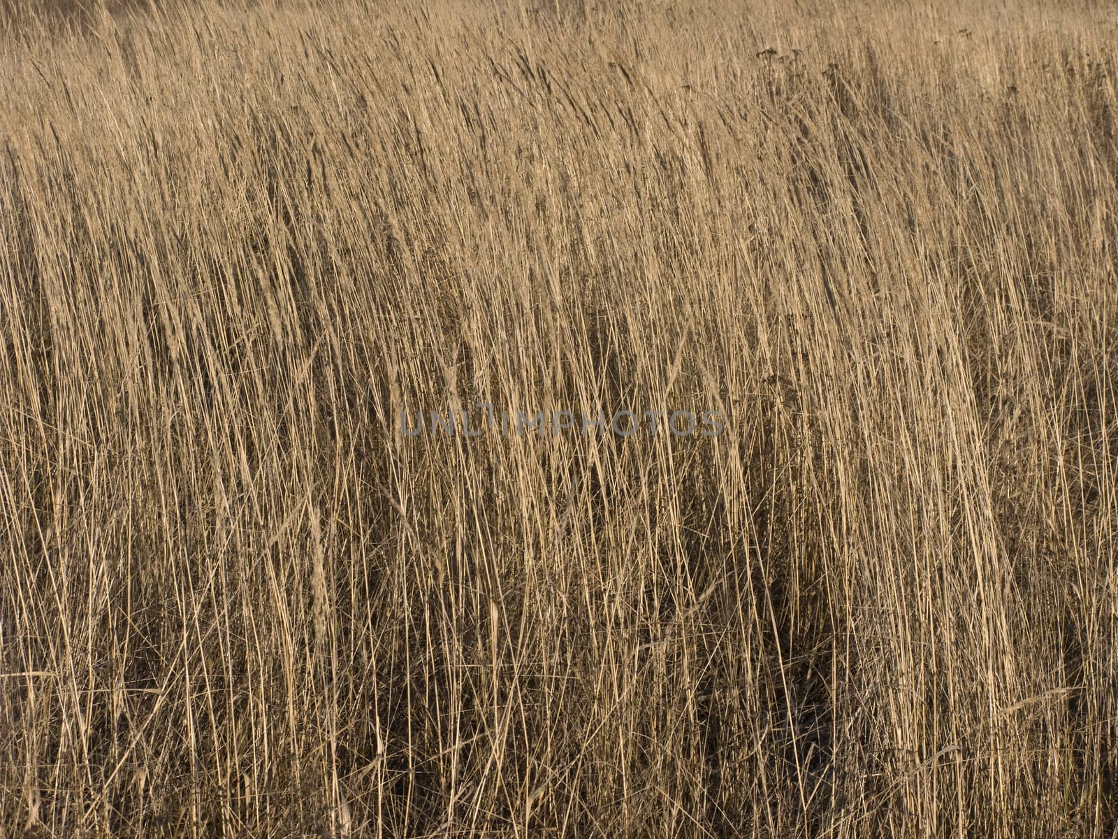 Dry yellow grass background by wander