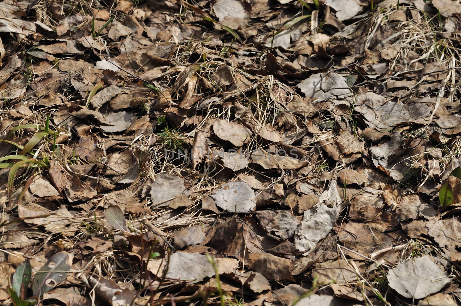 Close up of last year's dry leaves background in forest