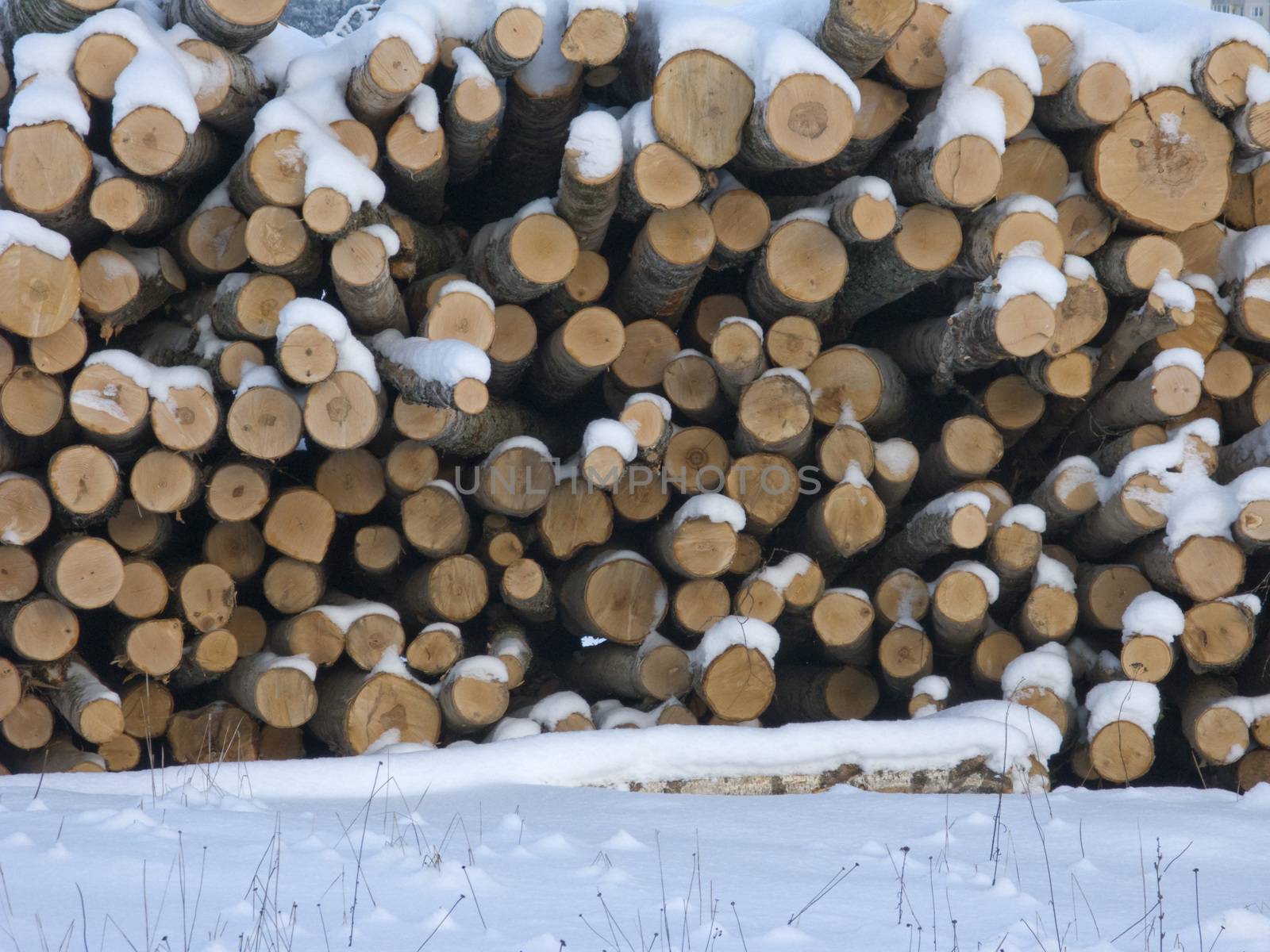 Pile of logs in winter by wander