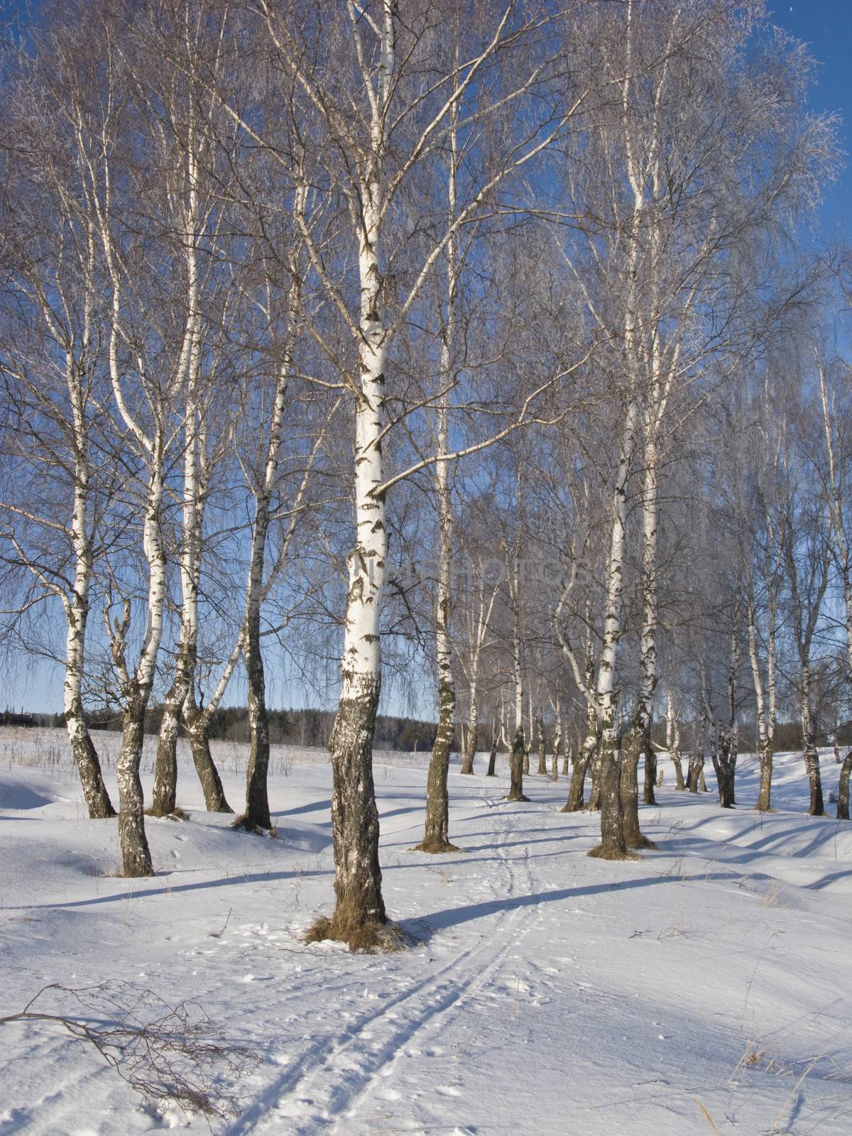 Birch grove with hoarfrost, winter sunny day