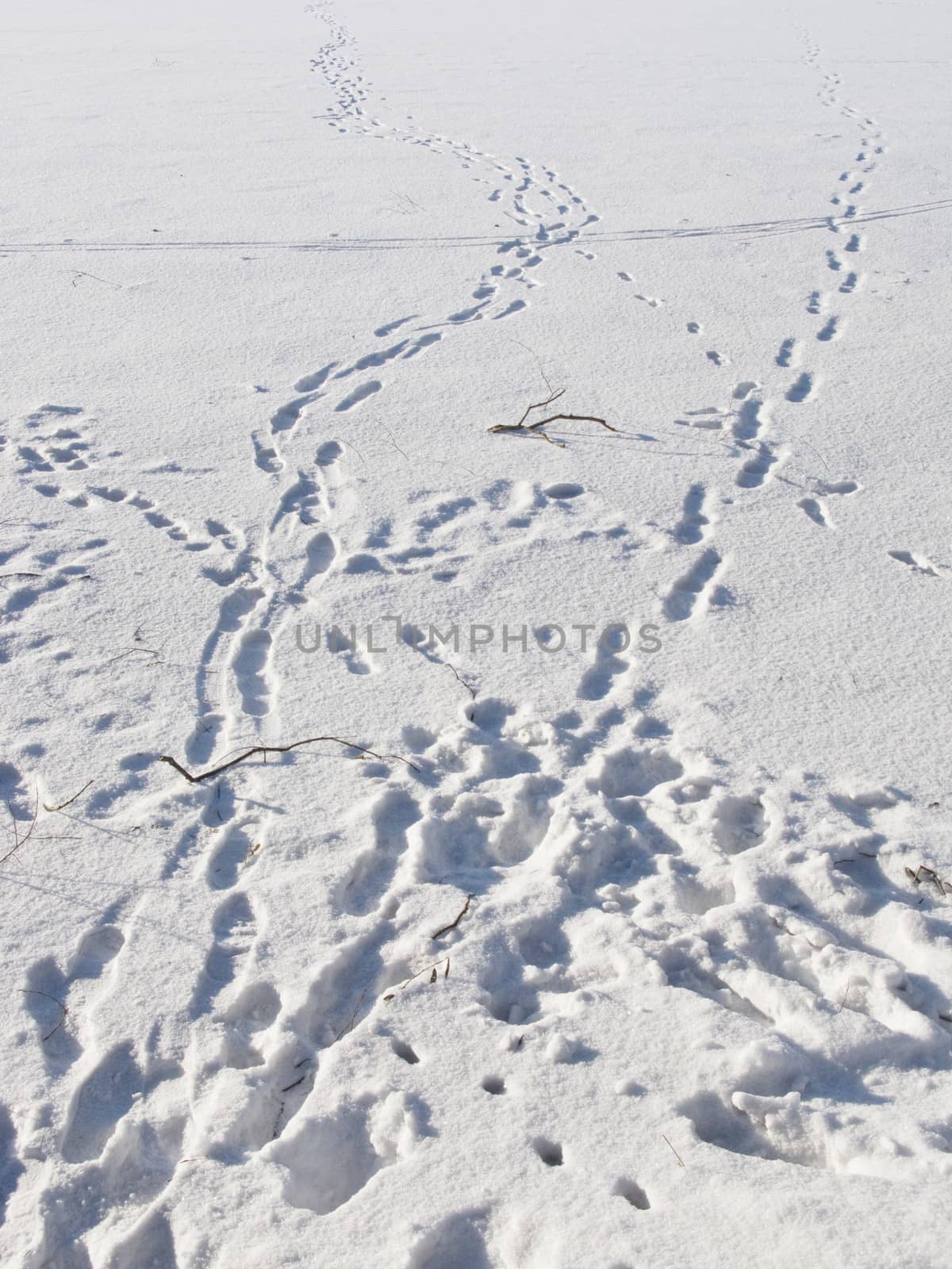 Frozen lake surface with human footprints by wander