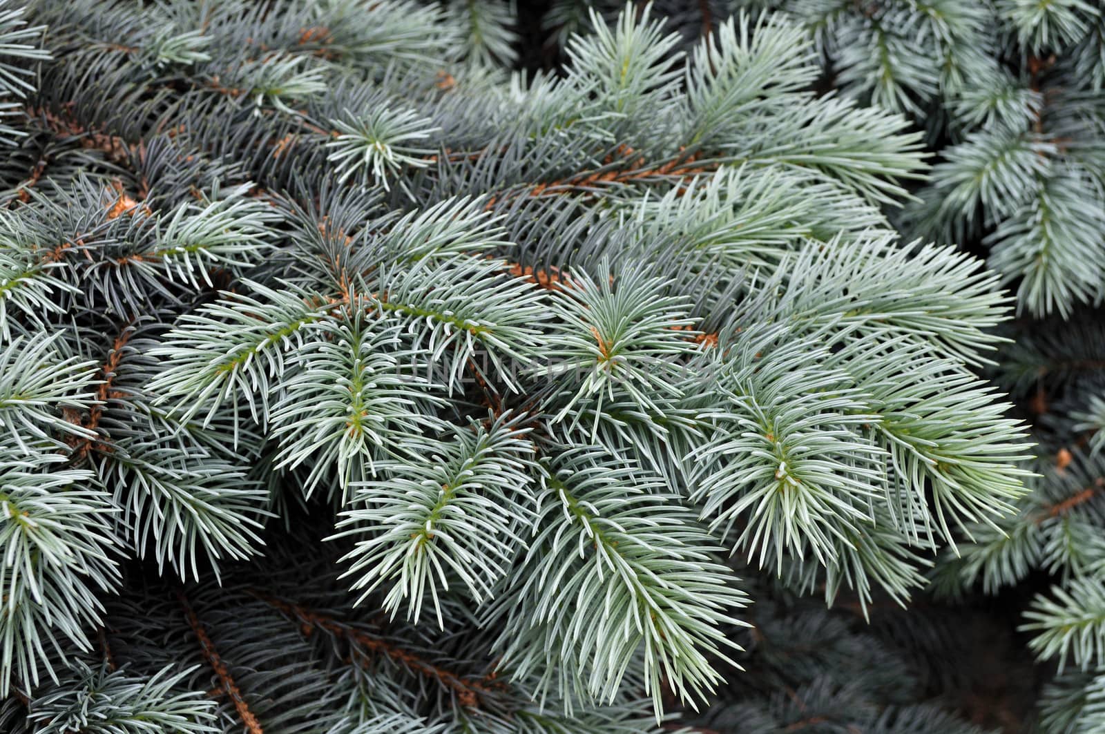 Close up of blue fir branches background