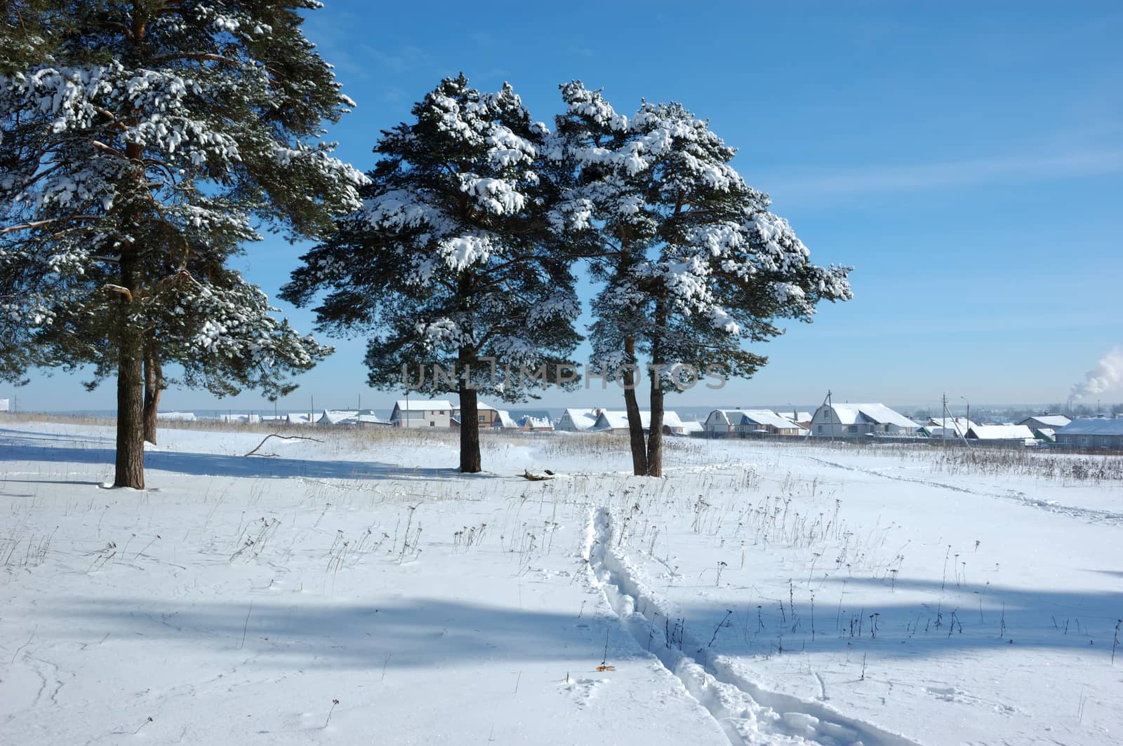 Outskirts of small town with snowy pine trees at winter sunny day