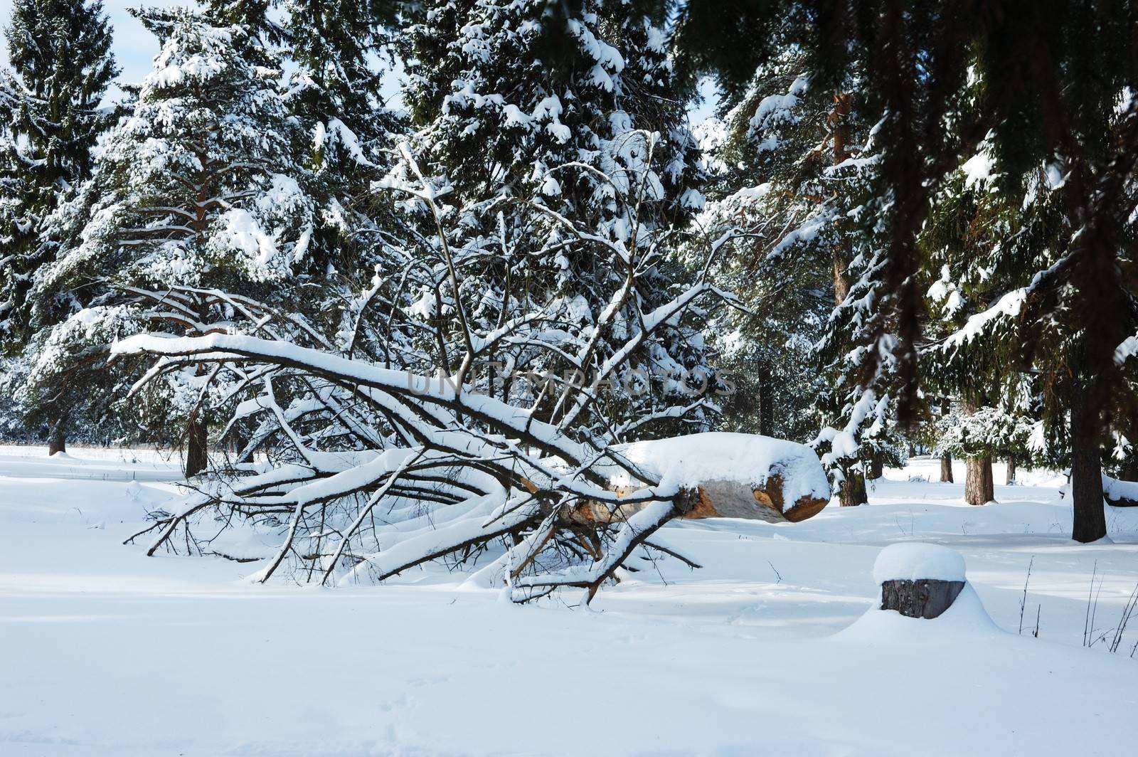 Sawed tree under snow in winter forest by wander