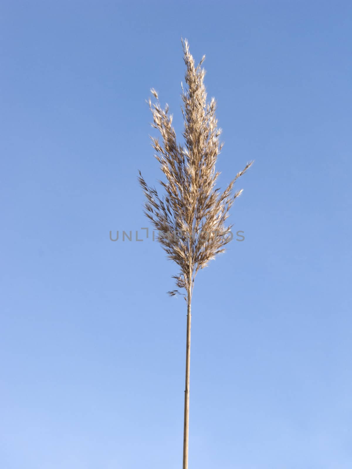Dry panicle of a single reed on sky background