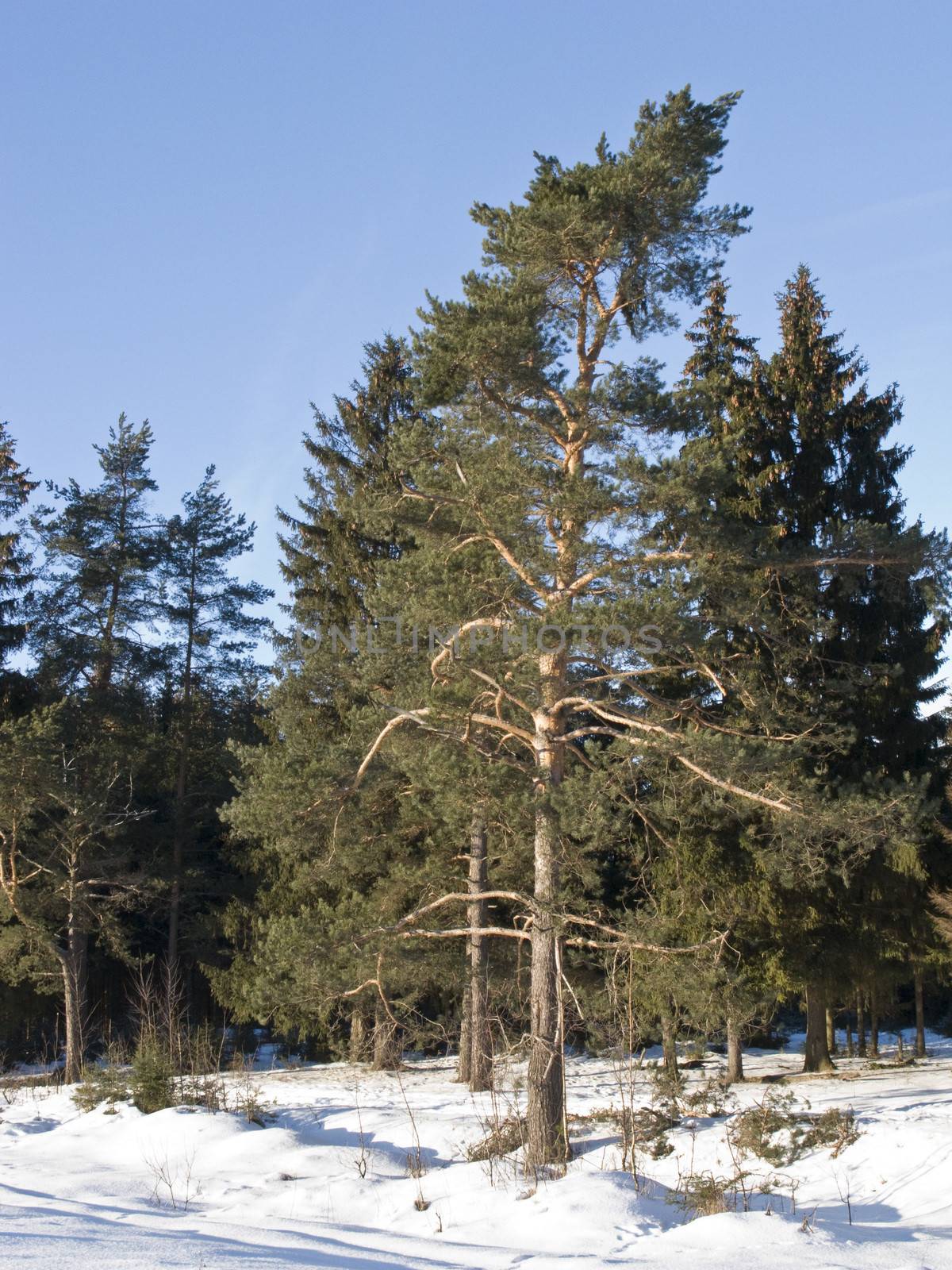 Pine trees in winter forest by wander