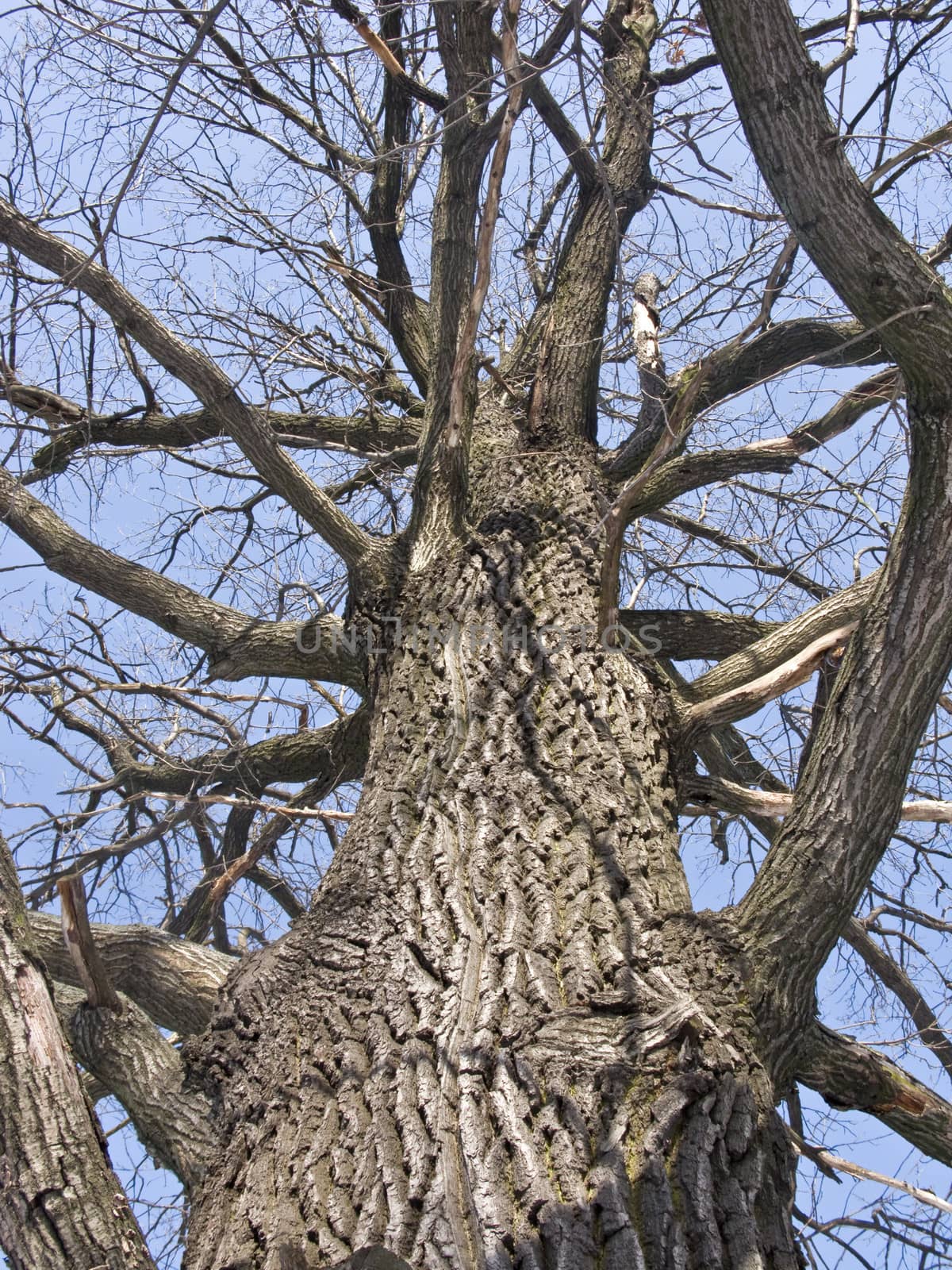 Tree trunk by wander