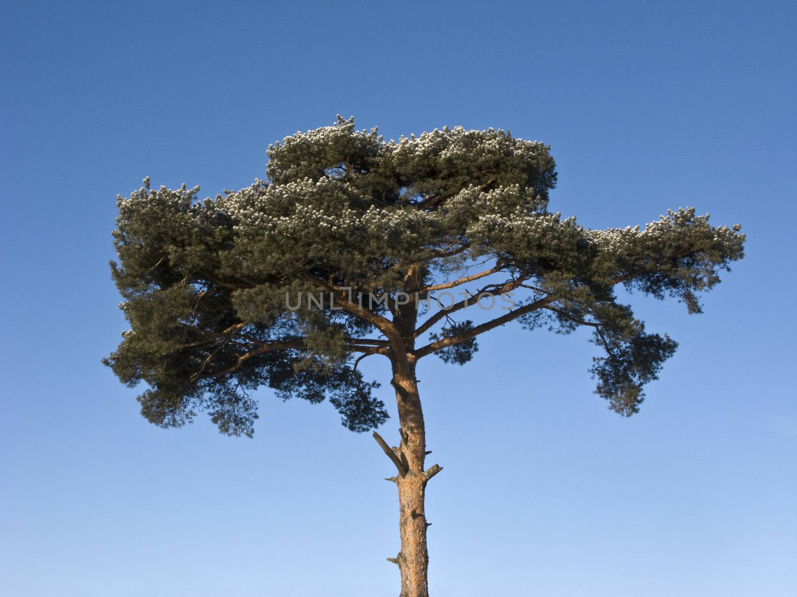 Top of pine tree in winter wood on sky background