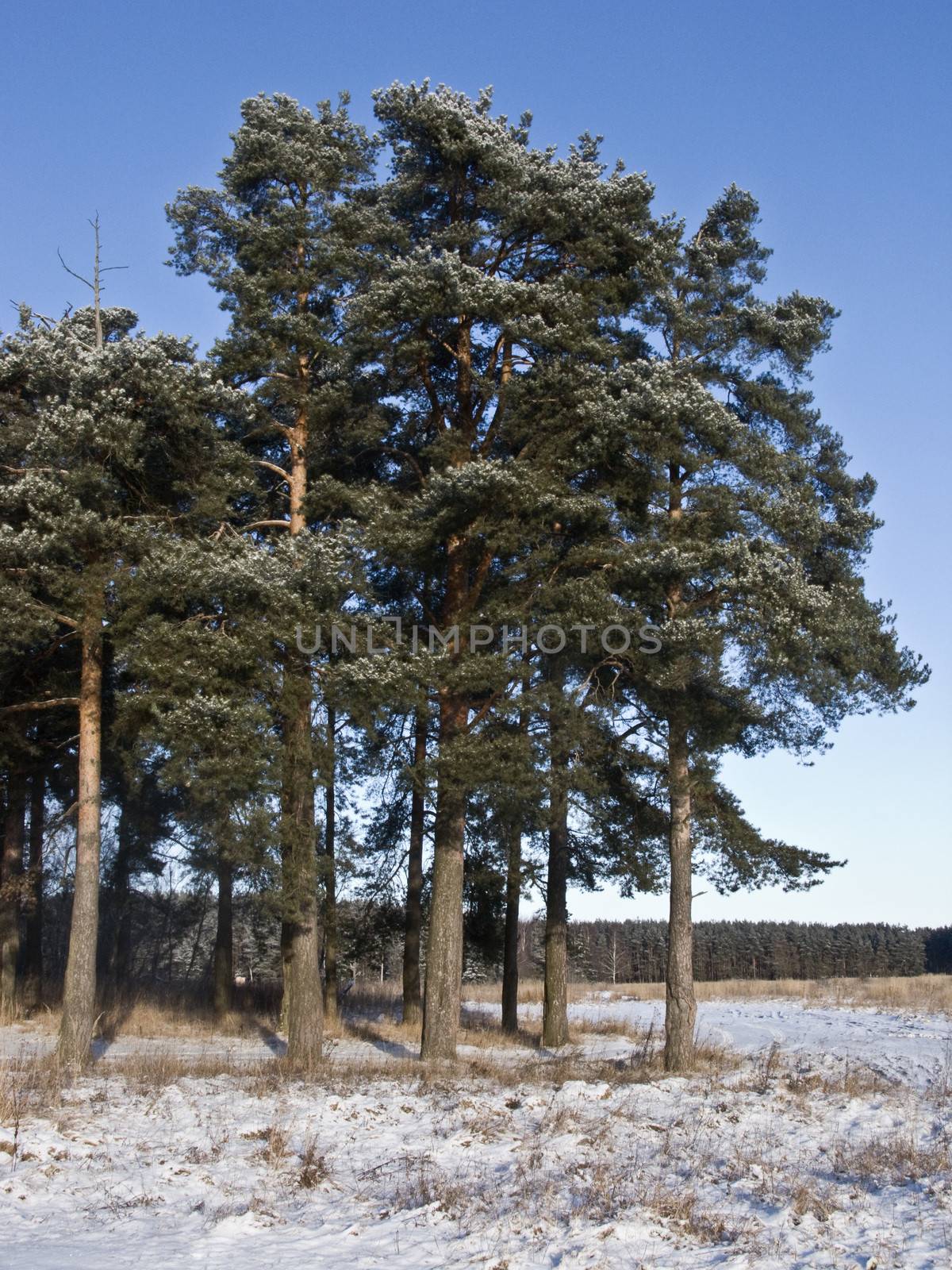 Pine trees at winter forest edge by wander