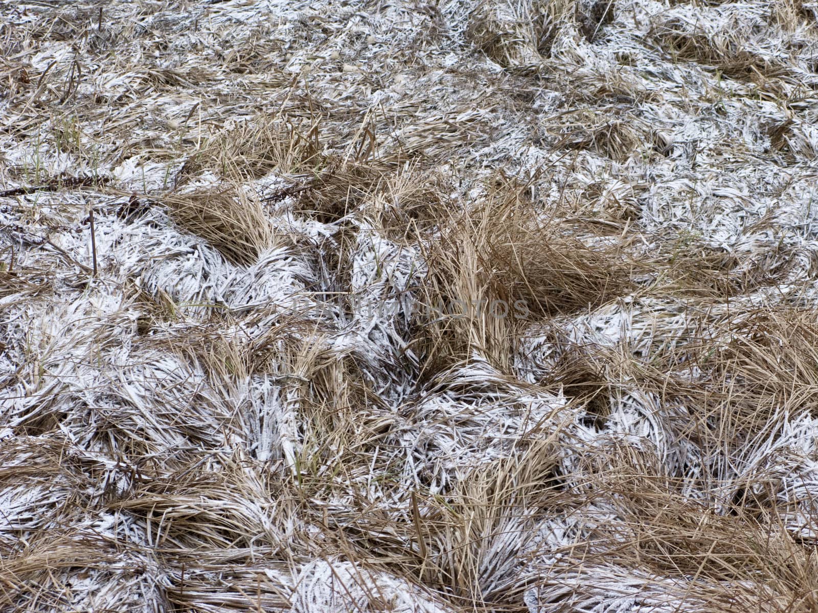 Close up of dry grass with snow and hoarfrost