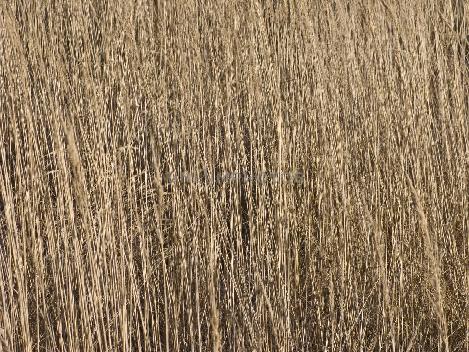 Close up of dry yellow grass background