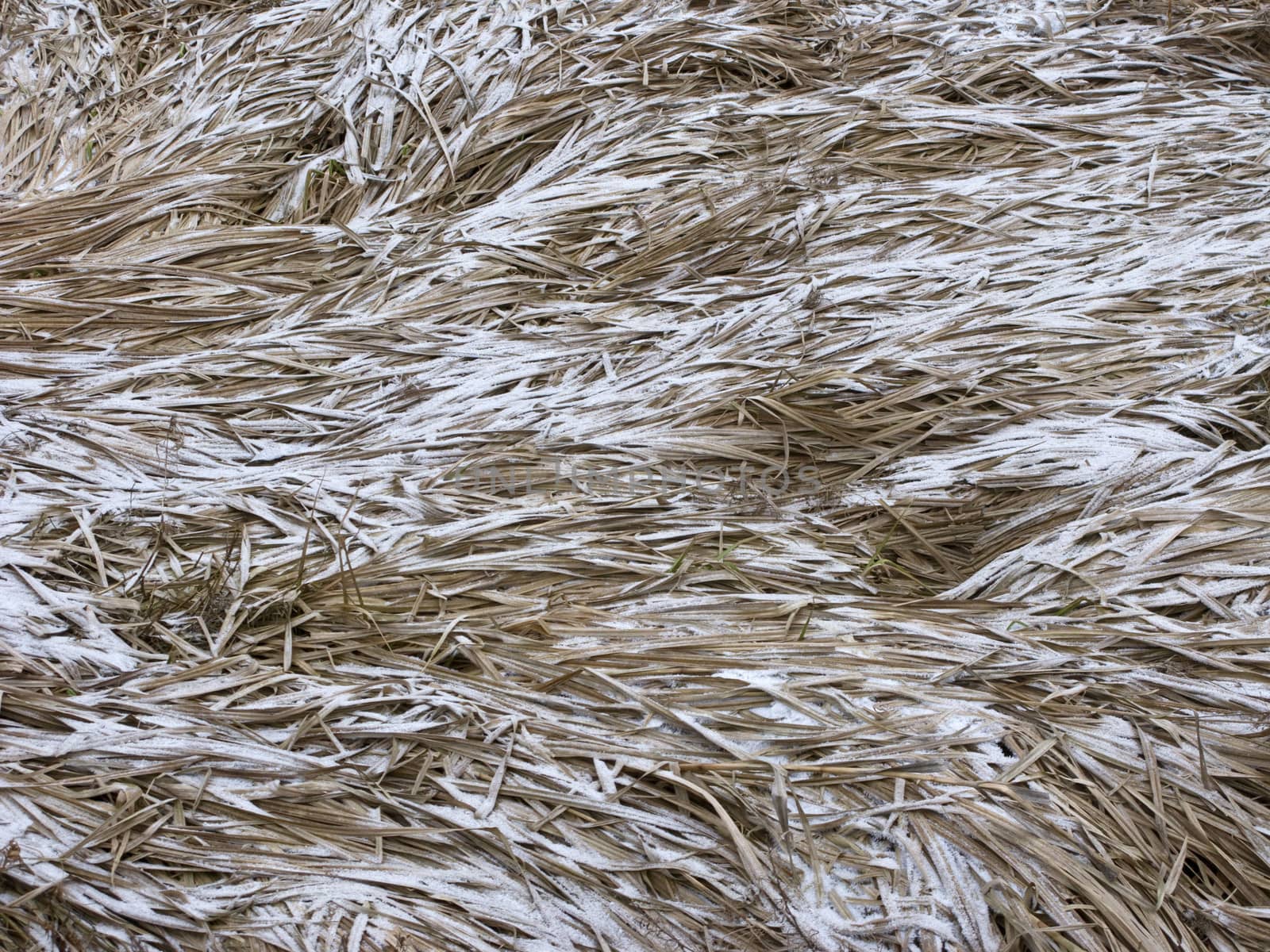 Close up of dry grass with hoarfrost