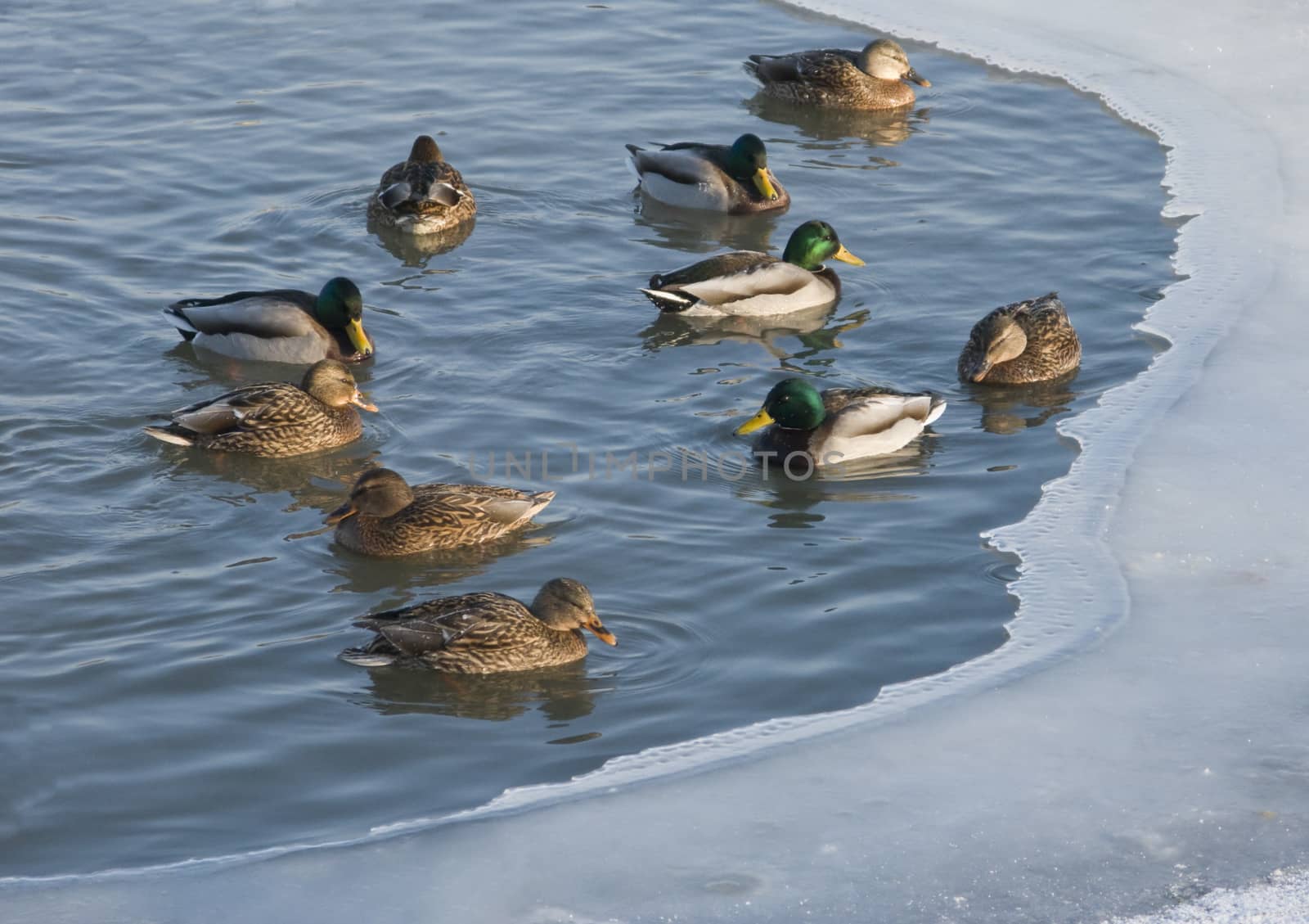 Winter pond with flock of swimming ducks