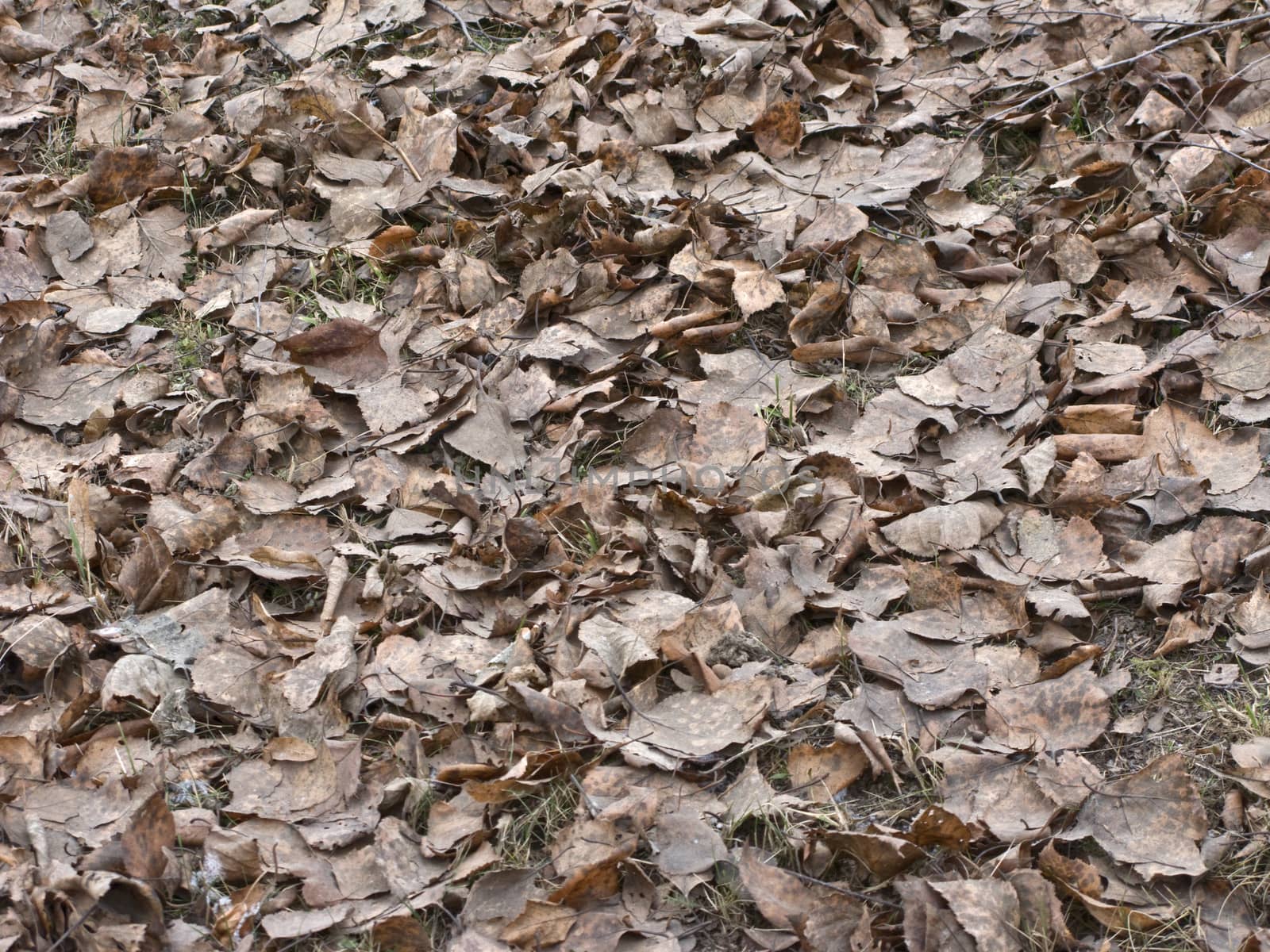 Close up of old leaves on the ground in park