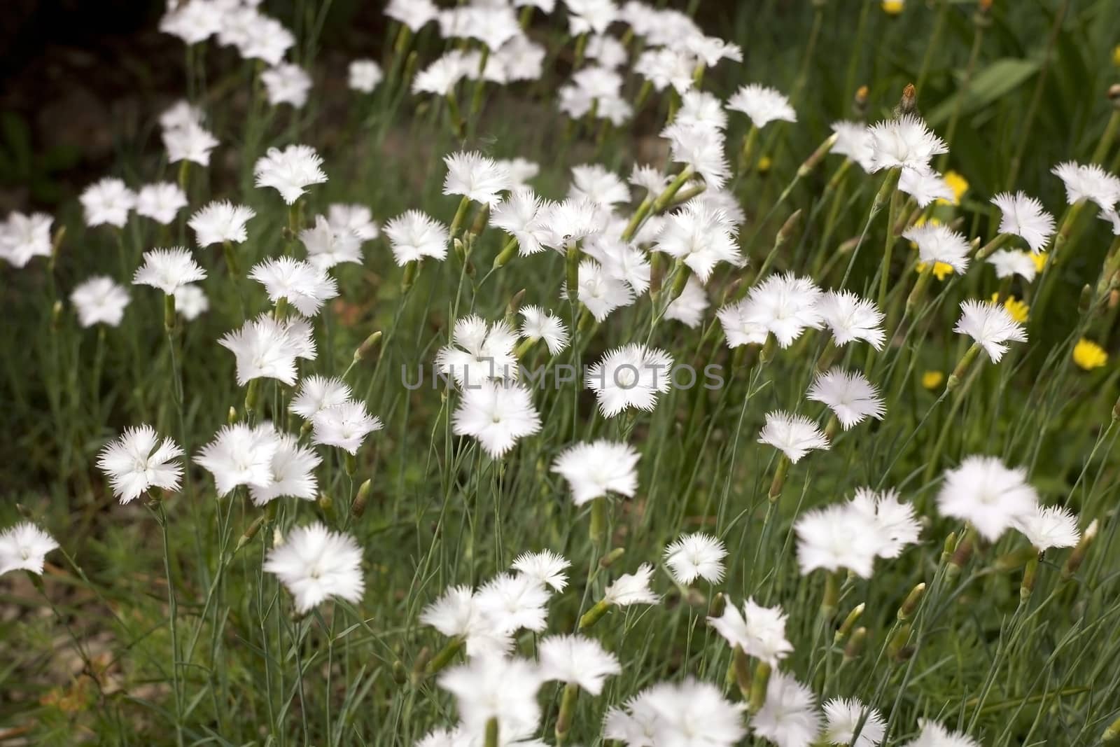 Wild flowers with white petals close up in spring