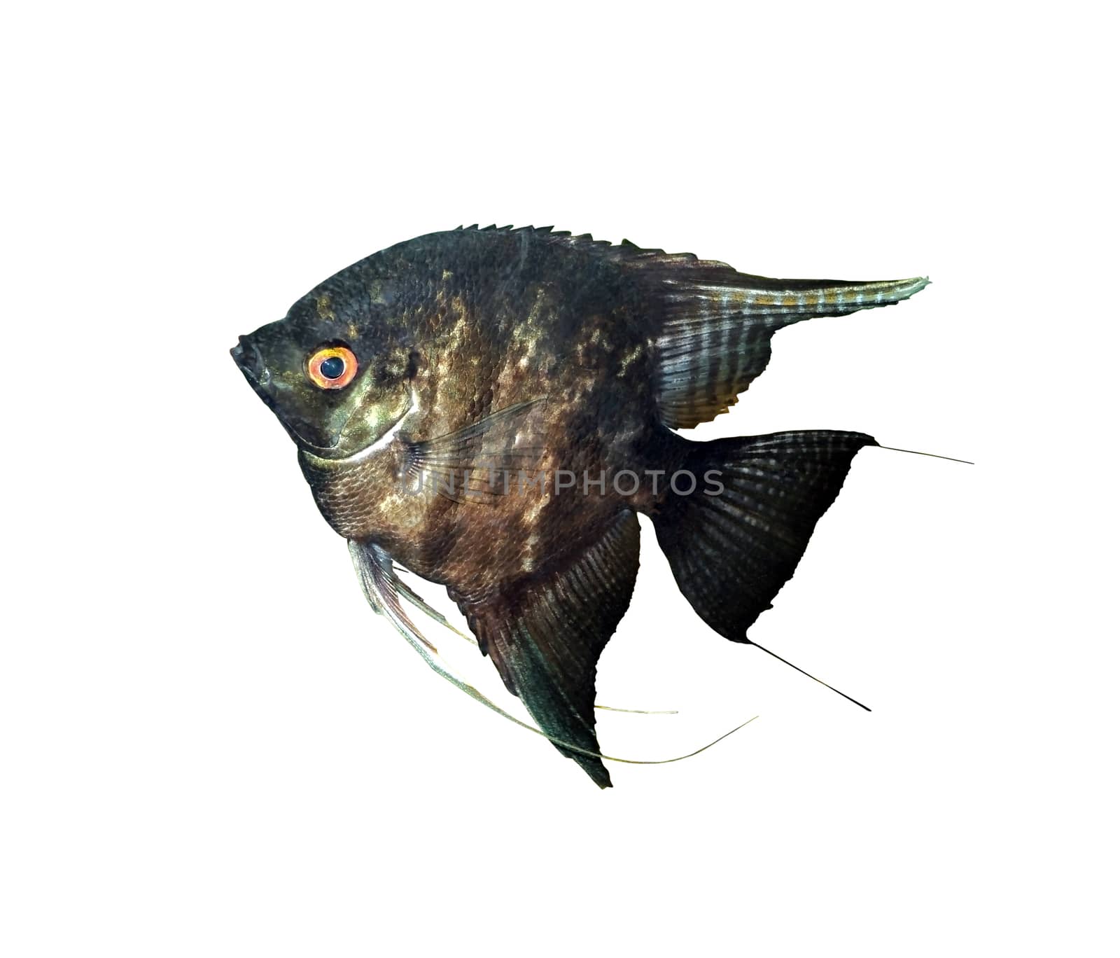                       A general view of aquarium fish Pterophyllum scalare black on a white background         