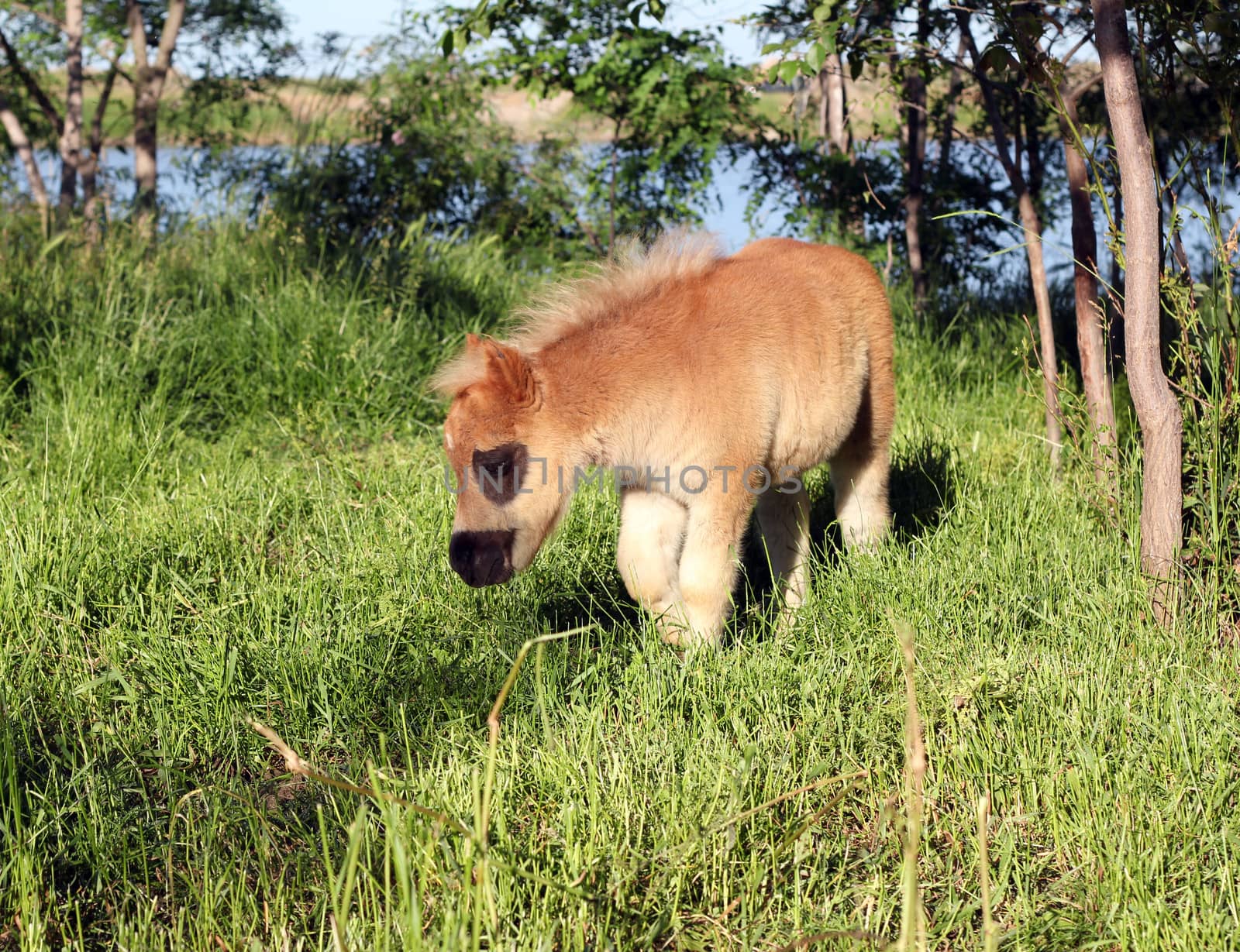 cute brown pony foal farm scene by goce