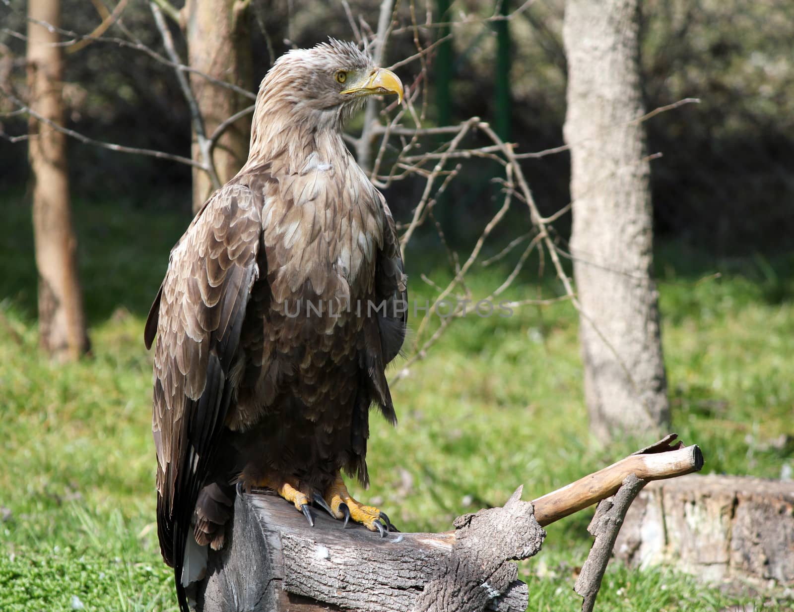 white tailed eagle standing on wood wildlife